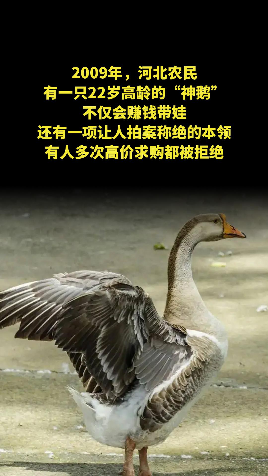 2009年，河北农民有一只22岁高龄的“神鹅”，不仅会赚钱带娃，还有一...