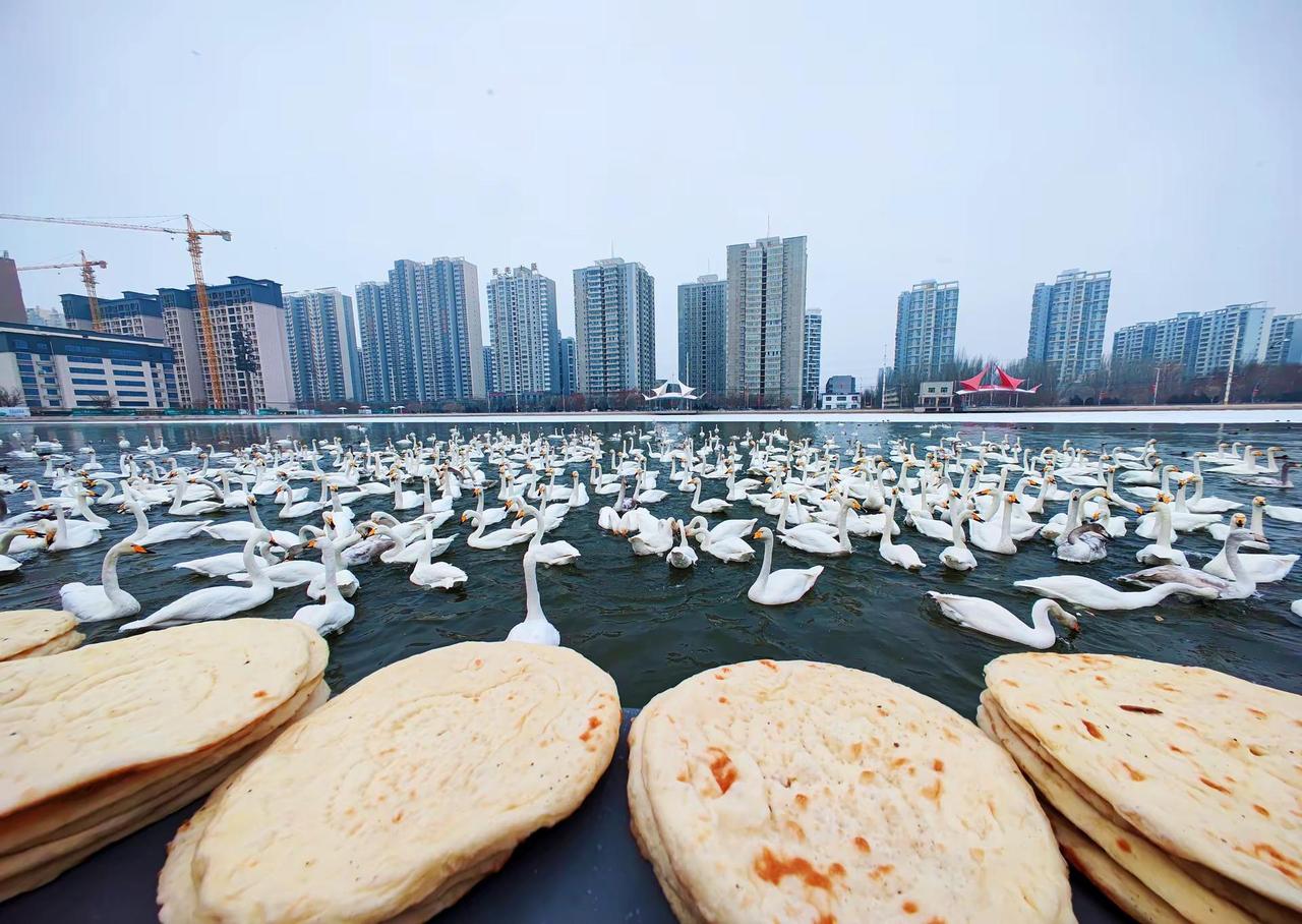 馕 天鹅 库尔勒特色。