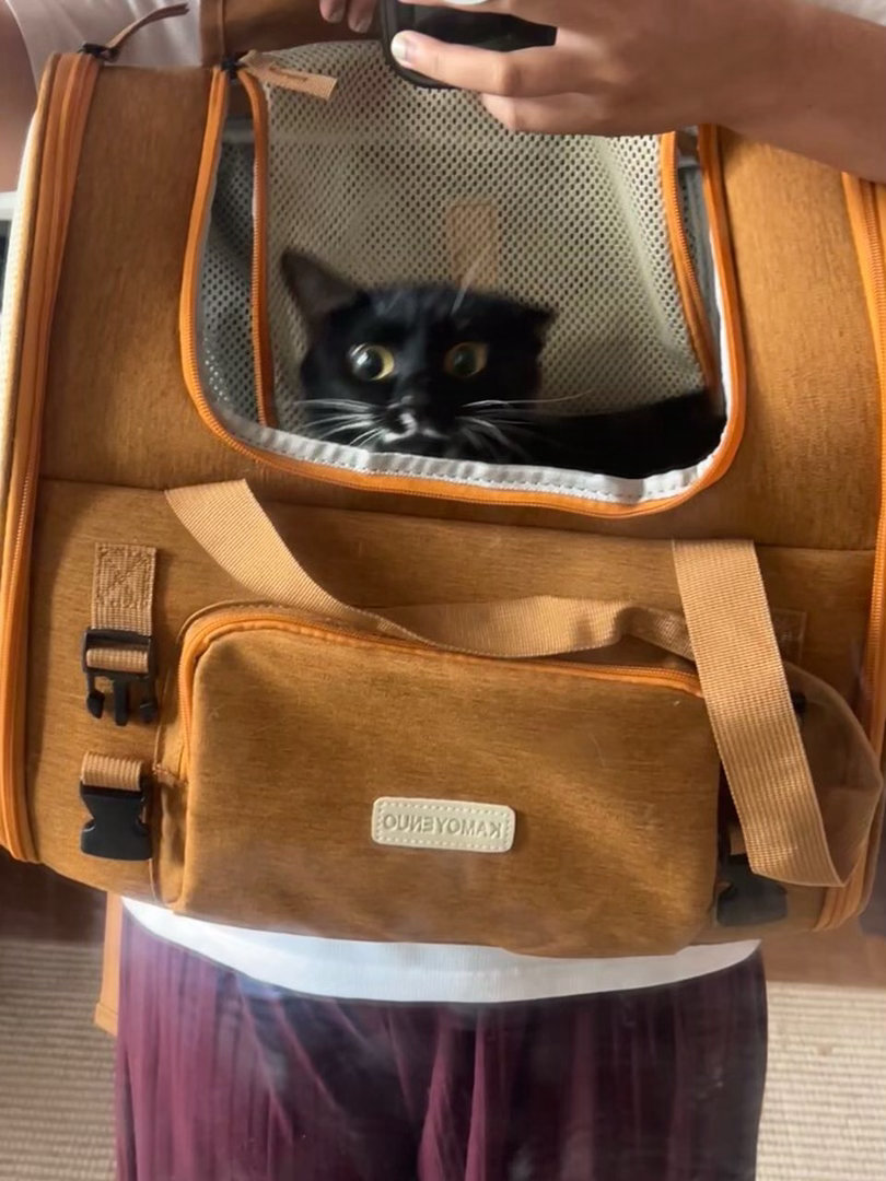 朋友，如果你以后见不着我了，那就是我妈妈干的！daily奶牛猫 （投稿：） 