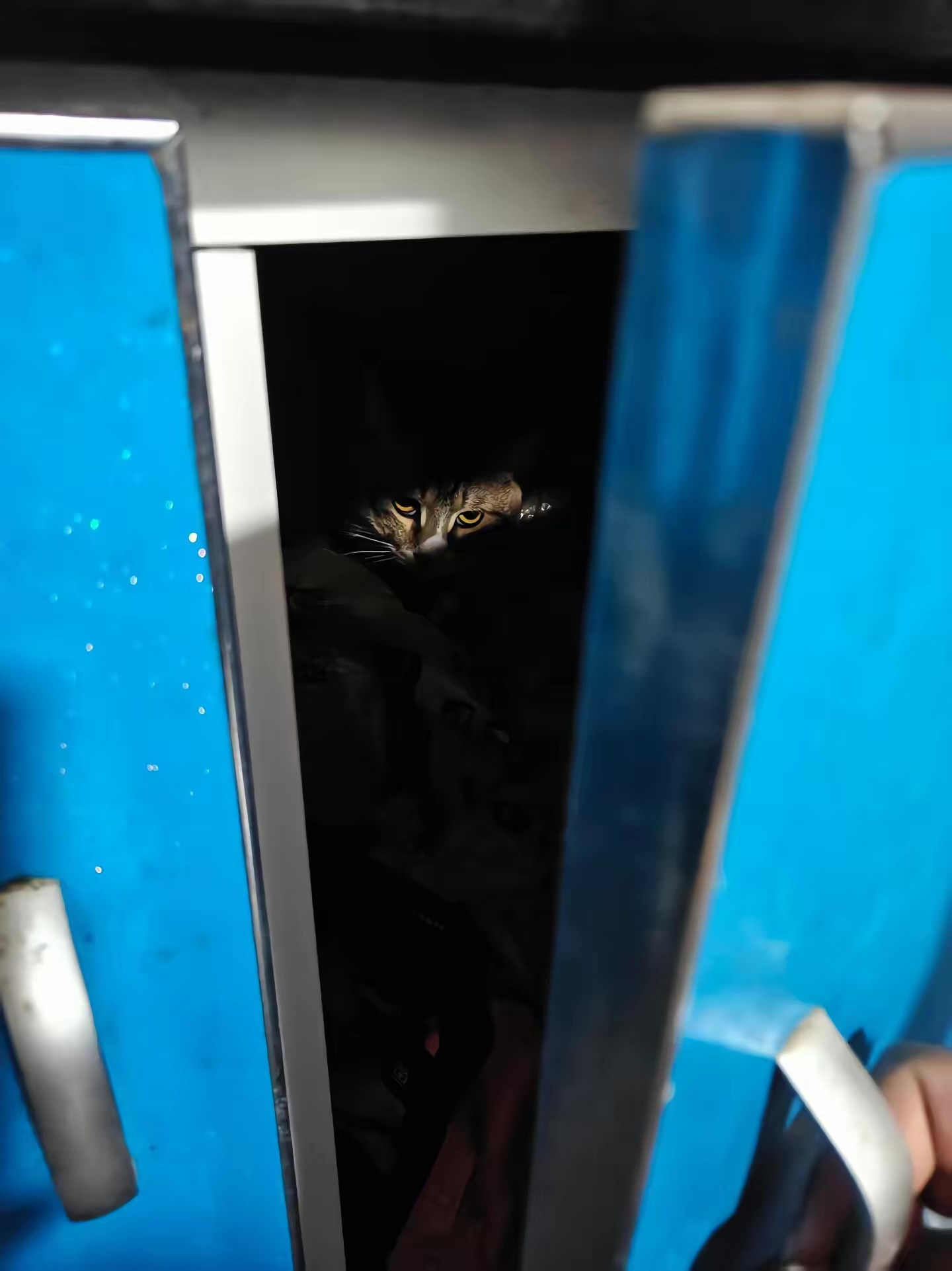 猫咪：找我什么事😾 