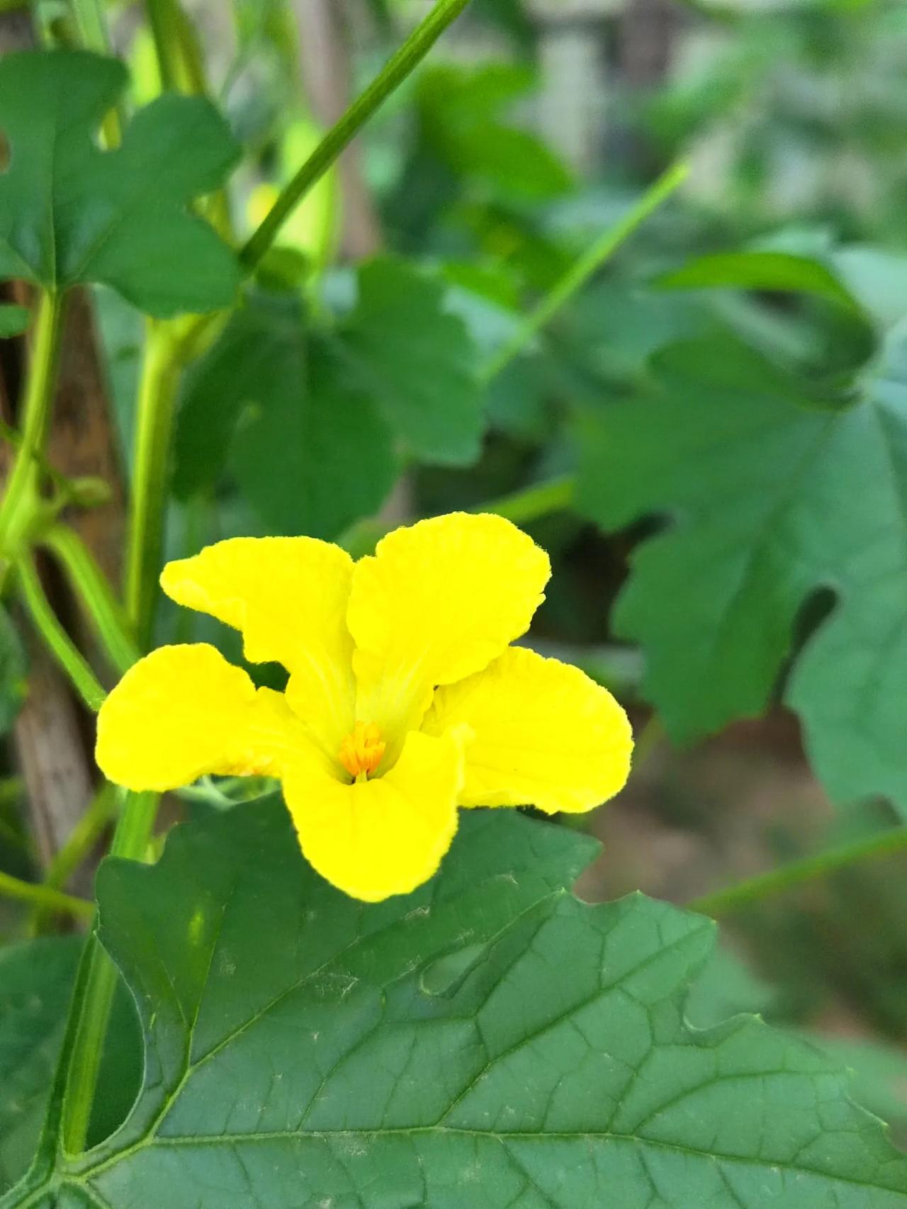 盛夏去哪里消暑解烦，我选择小菜园消烦解暑，端坐在小院中，听着鸟叫，看着瓜花盛开，