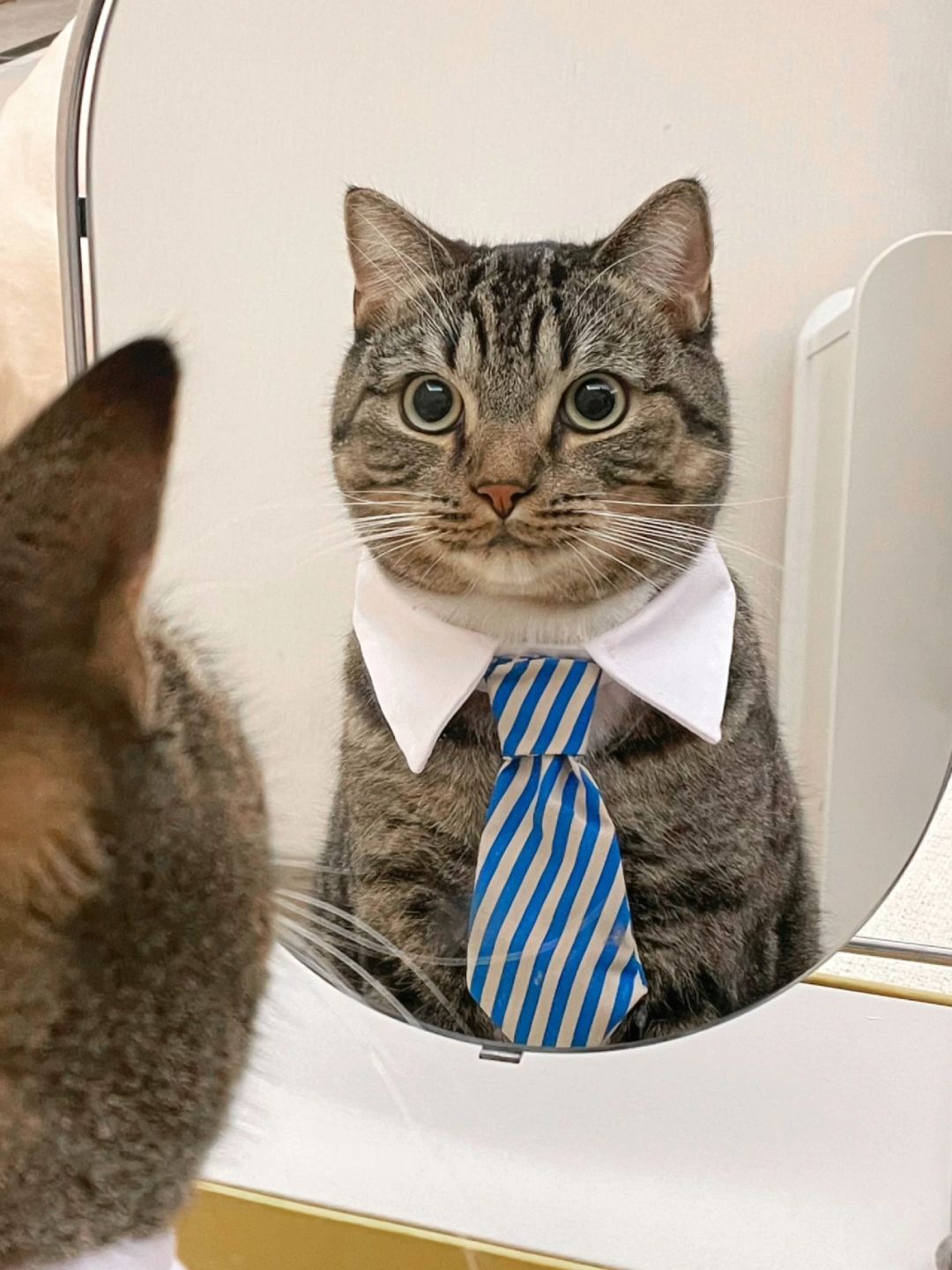 顺利拿下大厂offer！猫师傅只做对了这件事！