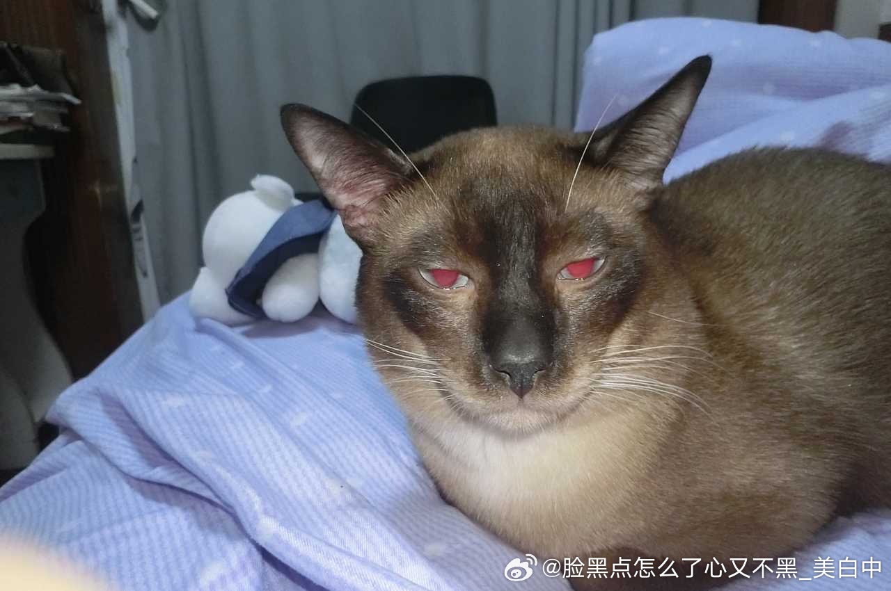 4016只黑脸恋老癖福音 