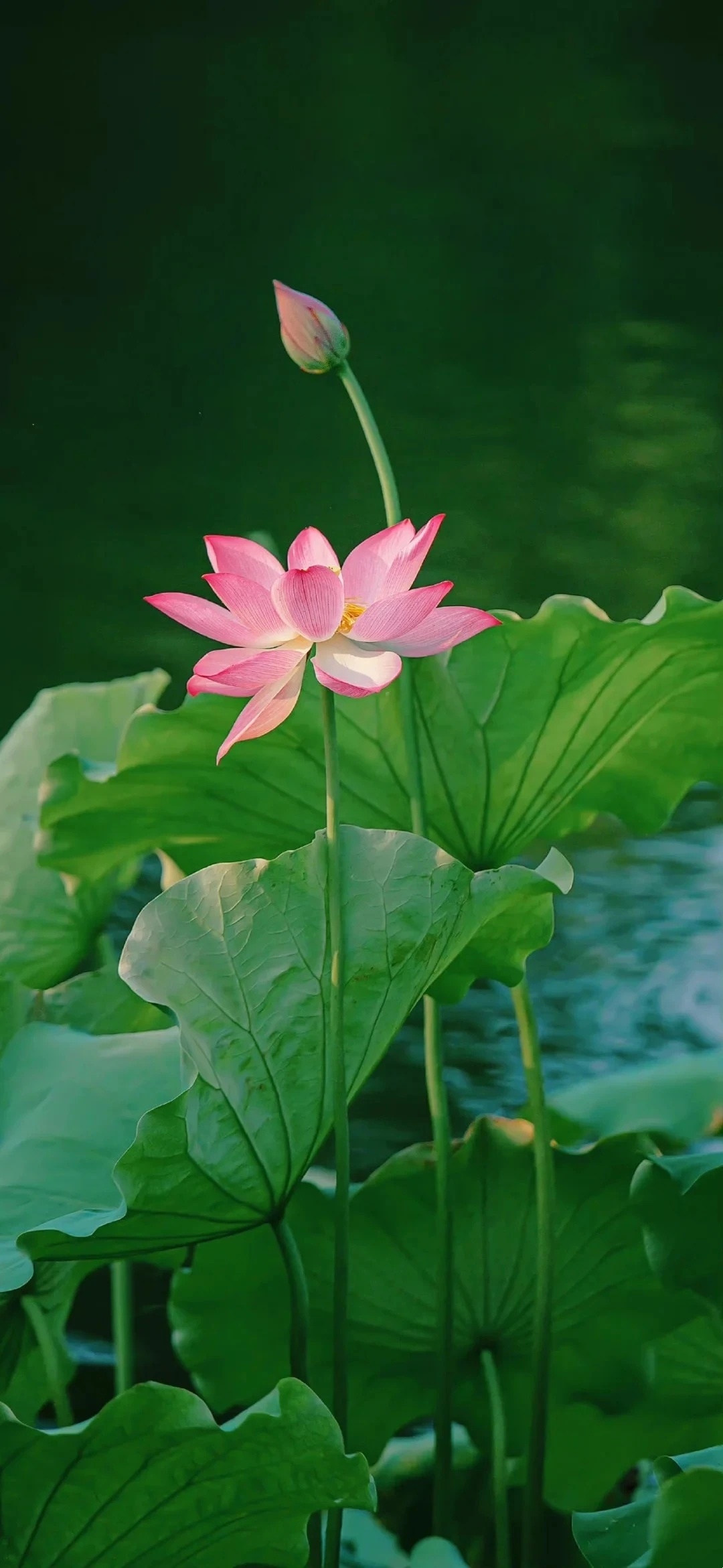 碗莲的种植一、种植方法1、播种时间：莲子无休眠期，只要水温能保持在16℃以上，四