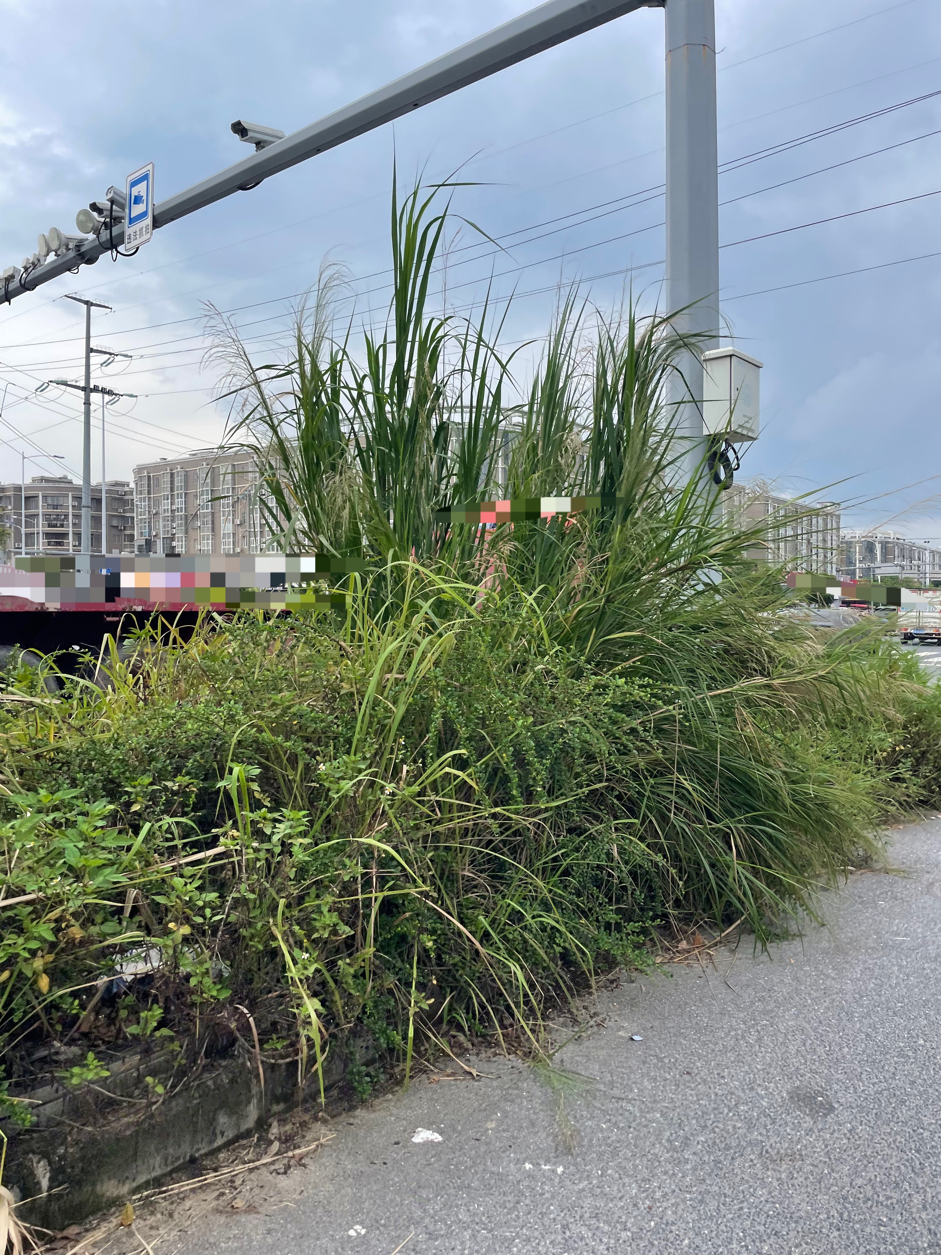 【玉林某道路绿化带上的杂草比人还要高】近日，网友爆料称：玉林市某道路上绿化带里面