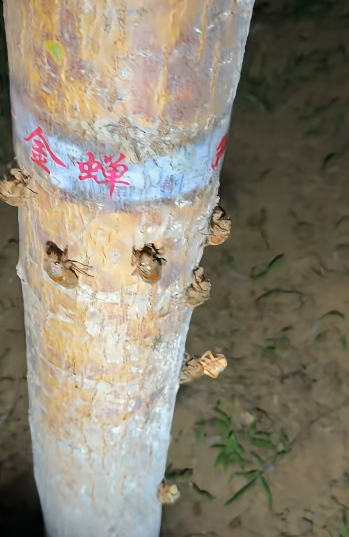我去帮你捡几天吧 