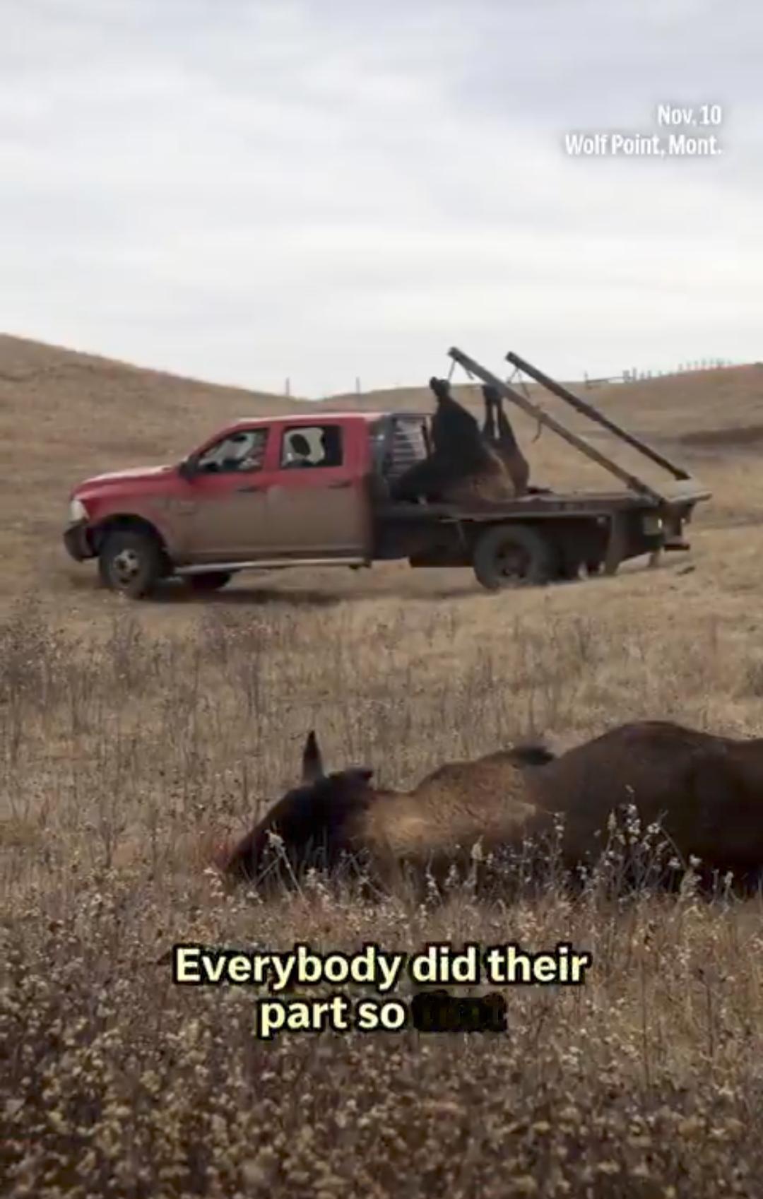 美联社报道：蒙大拿州原住民因食品券冻结被迫捕猎野牛！