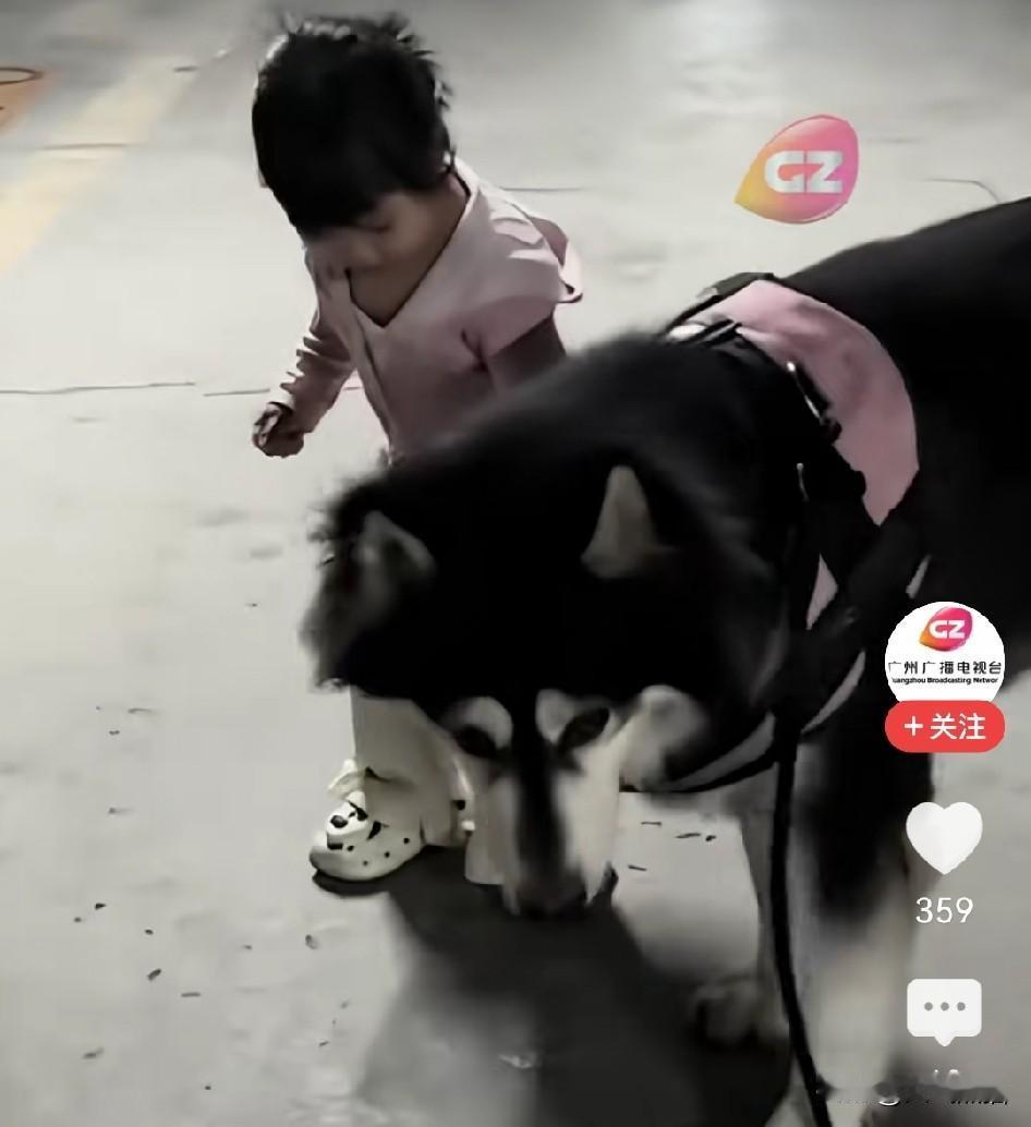 对于不断爆出不文明养犬的行为，有人提出了很多好的建议。
包括要给所有家养犬统一植