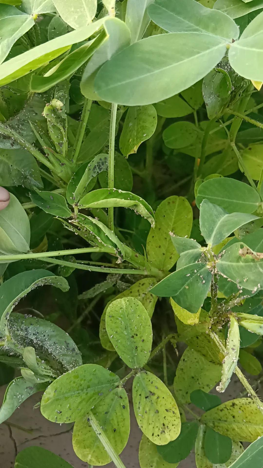 这花生地的腻虫怎么治疗？




都打了三四遍了还是不干净，大家有什么好办法没有