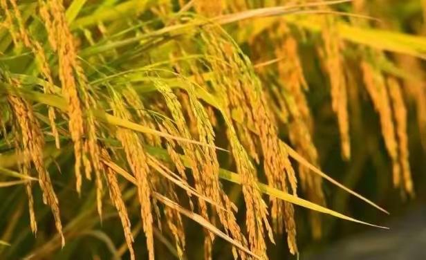 应该立即死刑！
出卖袁隆平院士毕生心血，这种人真的太让人愤怒了！

央视曝光，朱