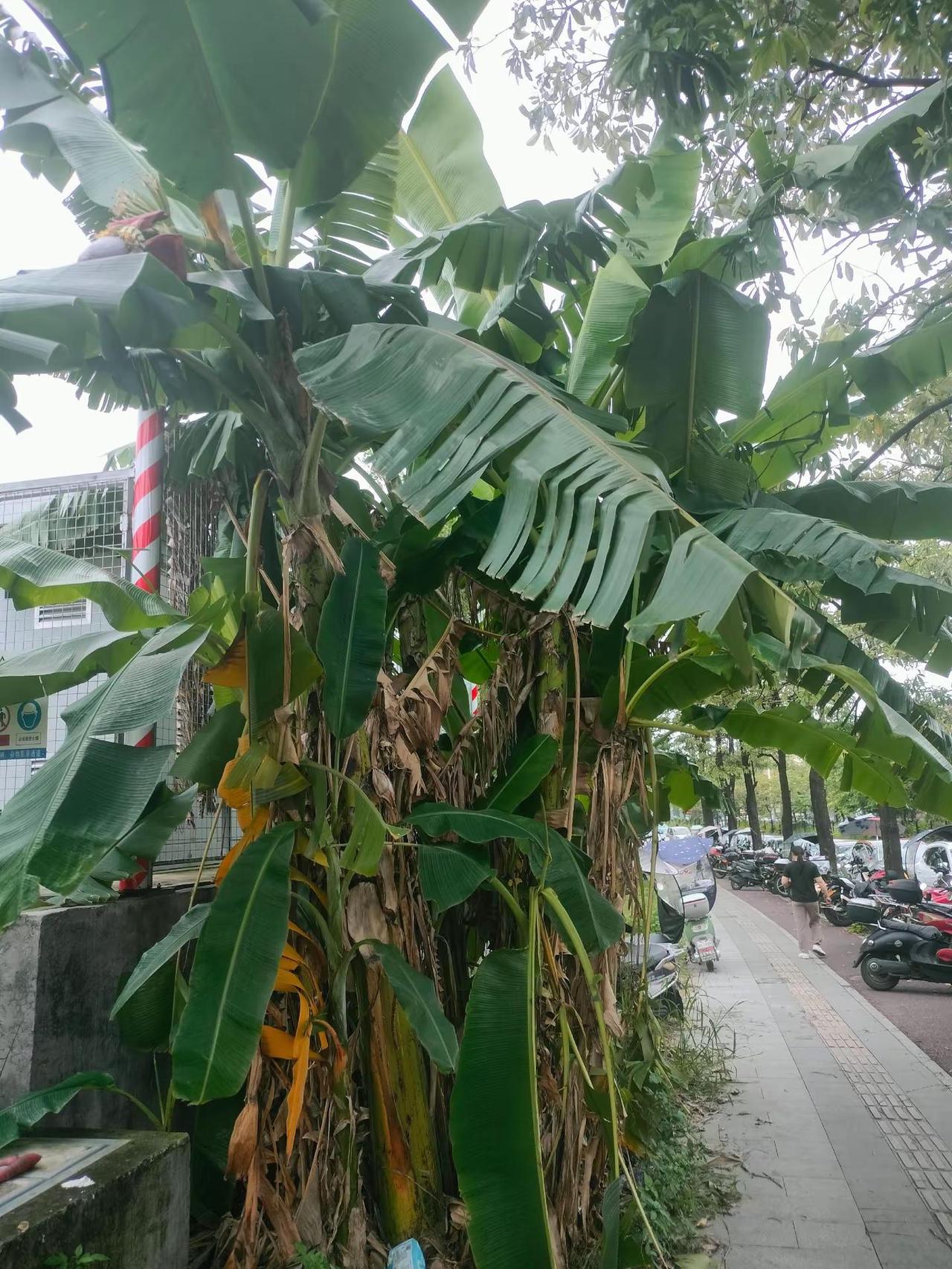 树还是香蕉树？