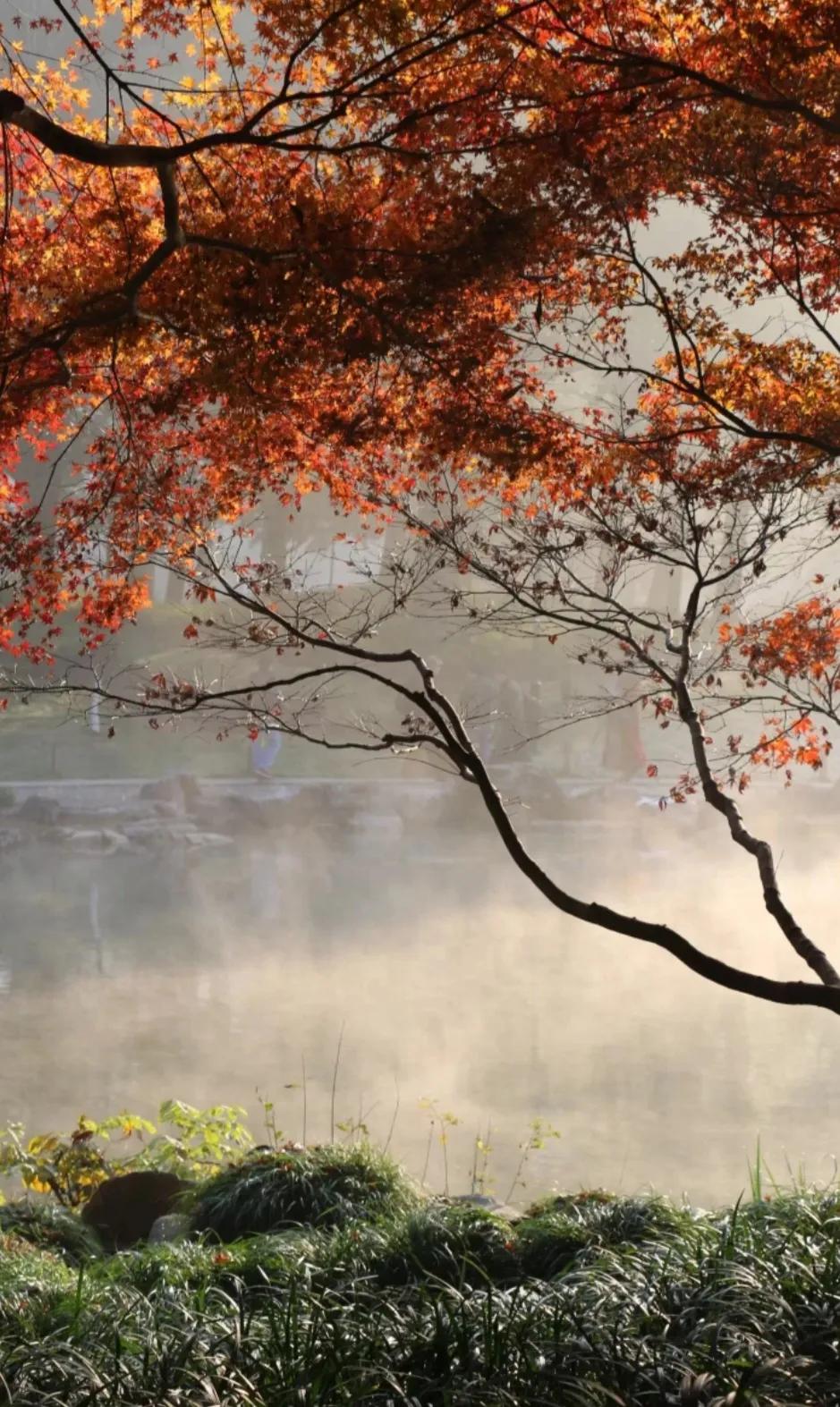 △深秋远望△
🍂🍎🌾🍒☔️🌸
水草还是油油青，
枫叶可已颜面红。
思乡