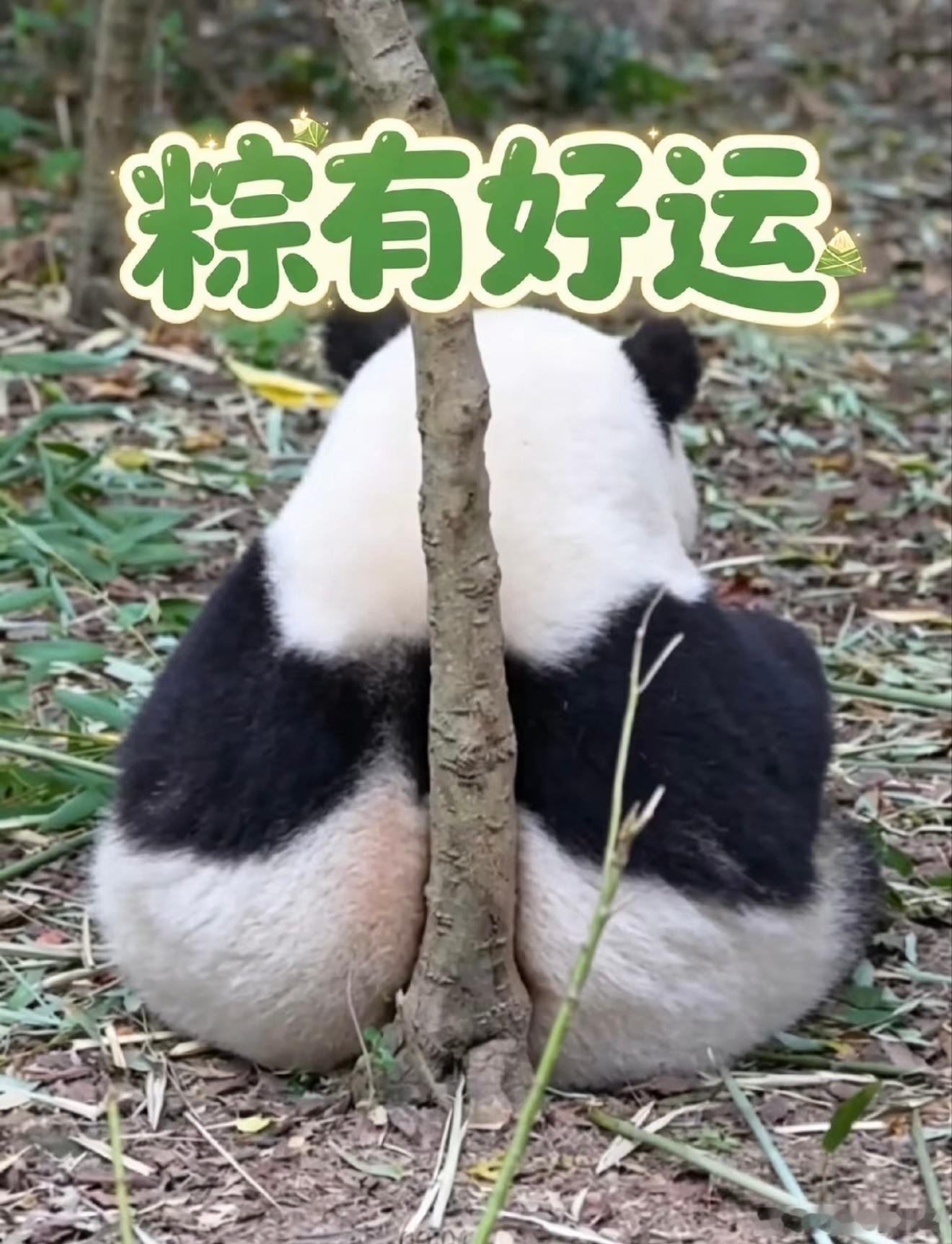 端午安康🍃喜乐万事