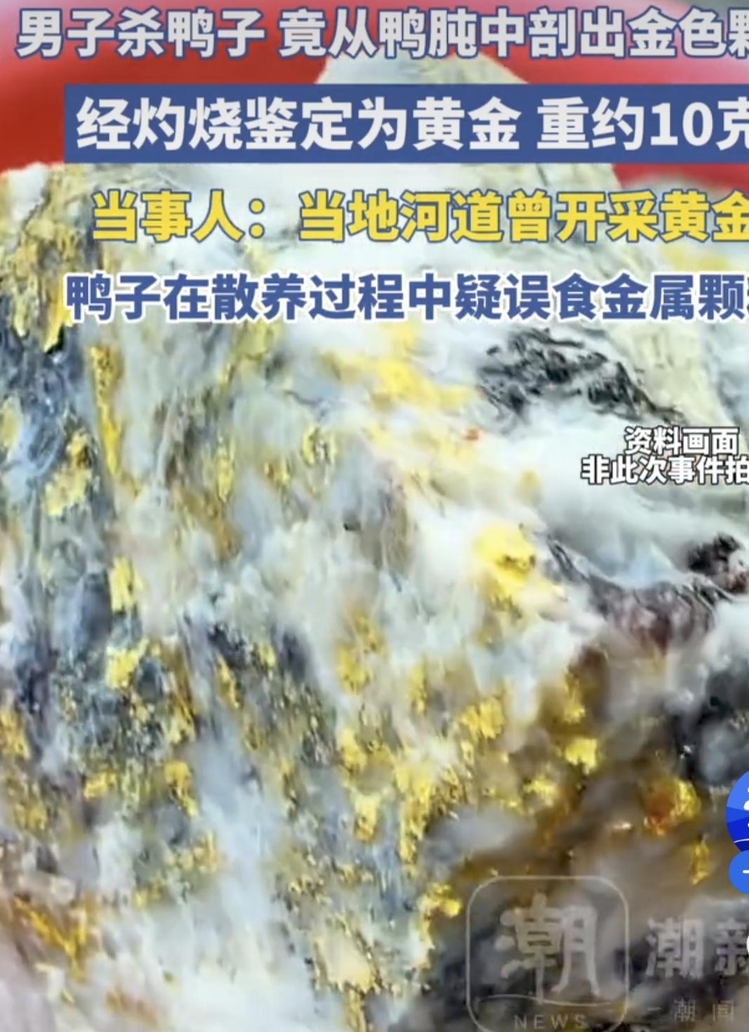 男子杀鸭子，鸭盹里藏10克黄金