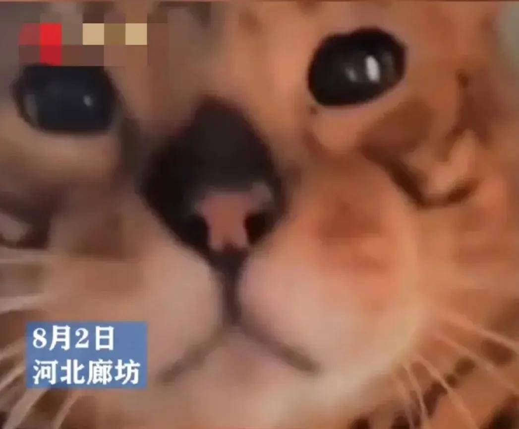女子疑接到泄洪撤离通知，发视频称自己“就不撤”，誓死和猫在一起，如果真有危险了，