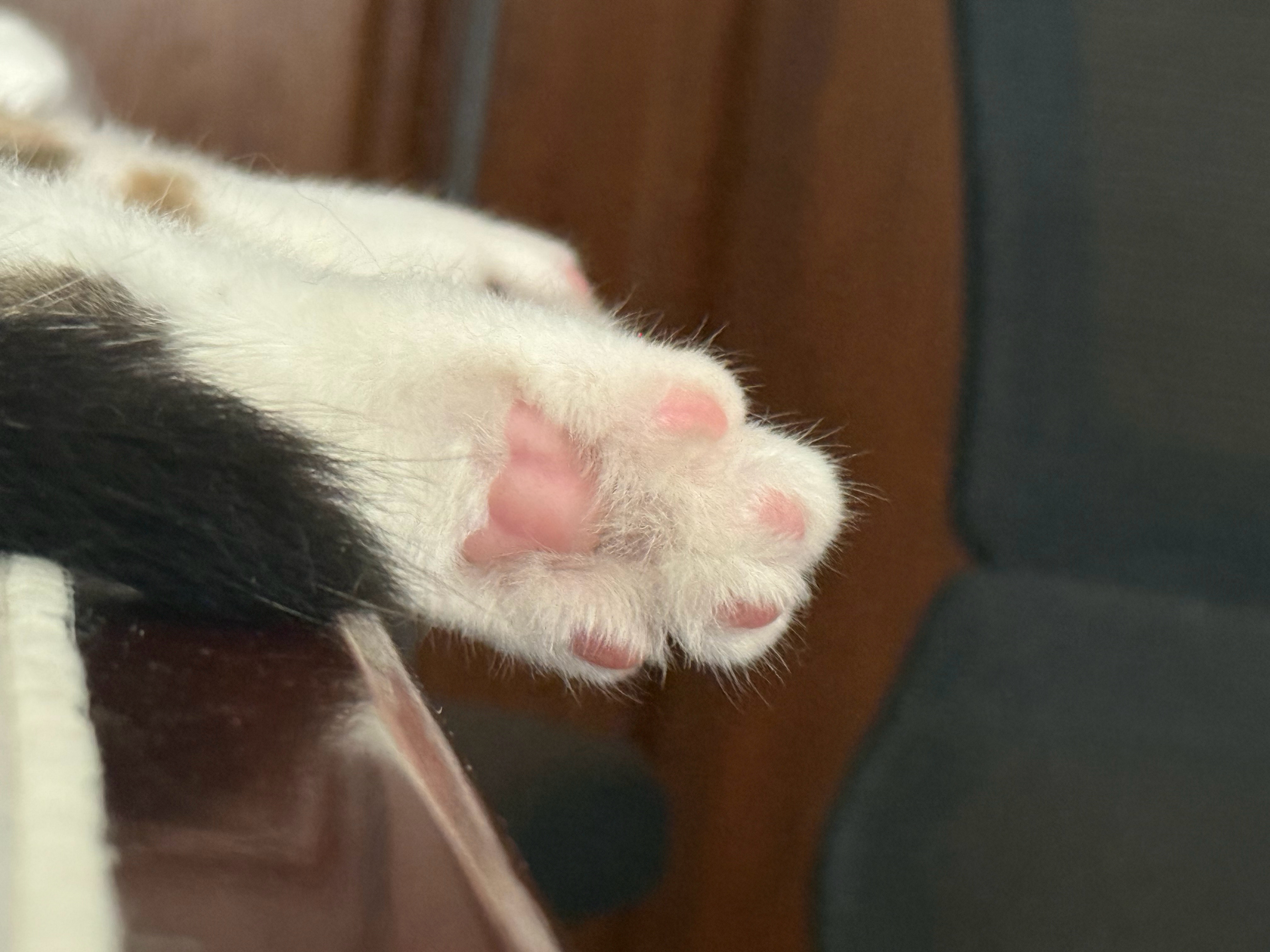 好爱偷拍小猫肉垫