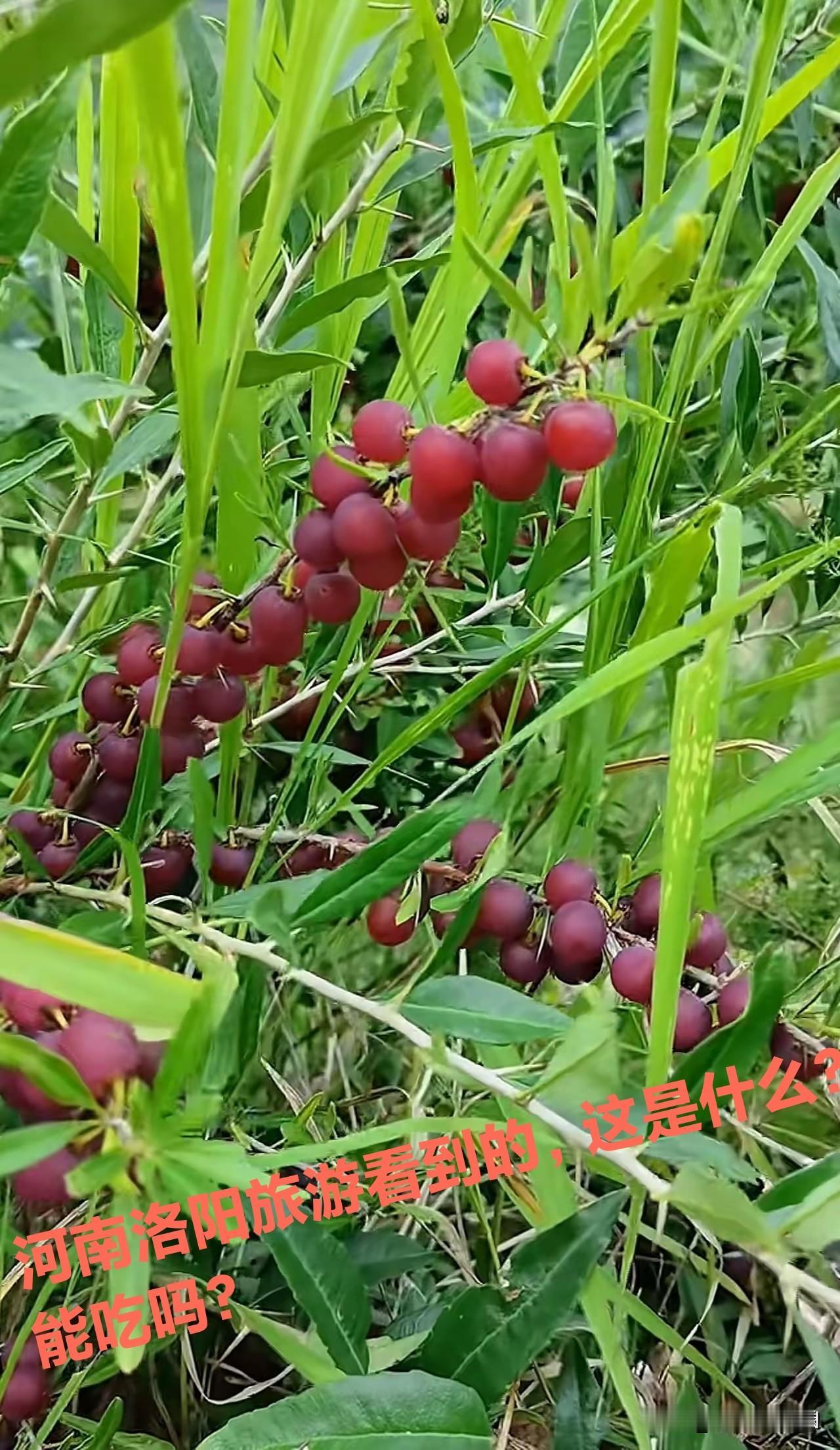 前几天河南洛阳一游，路过一处草丛，里面长出几根枝条，上面挂满了果实，远看像是葡萄