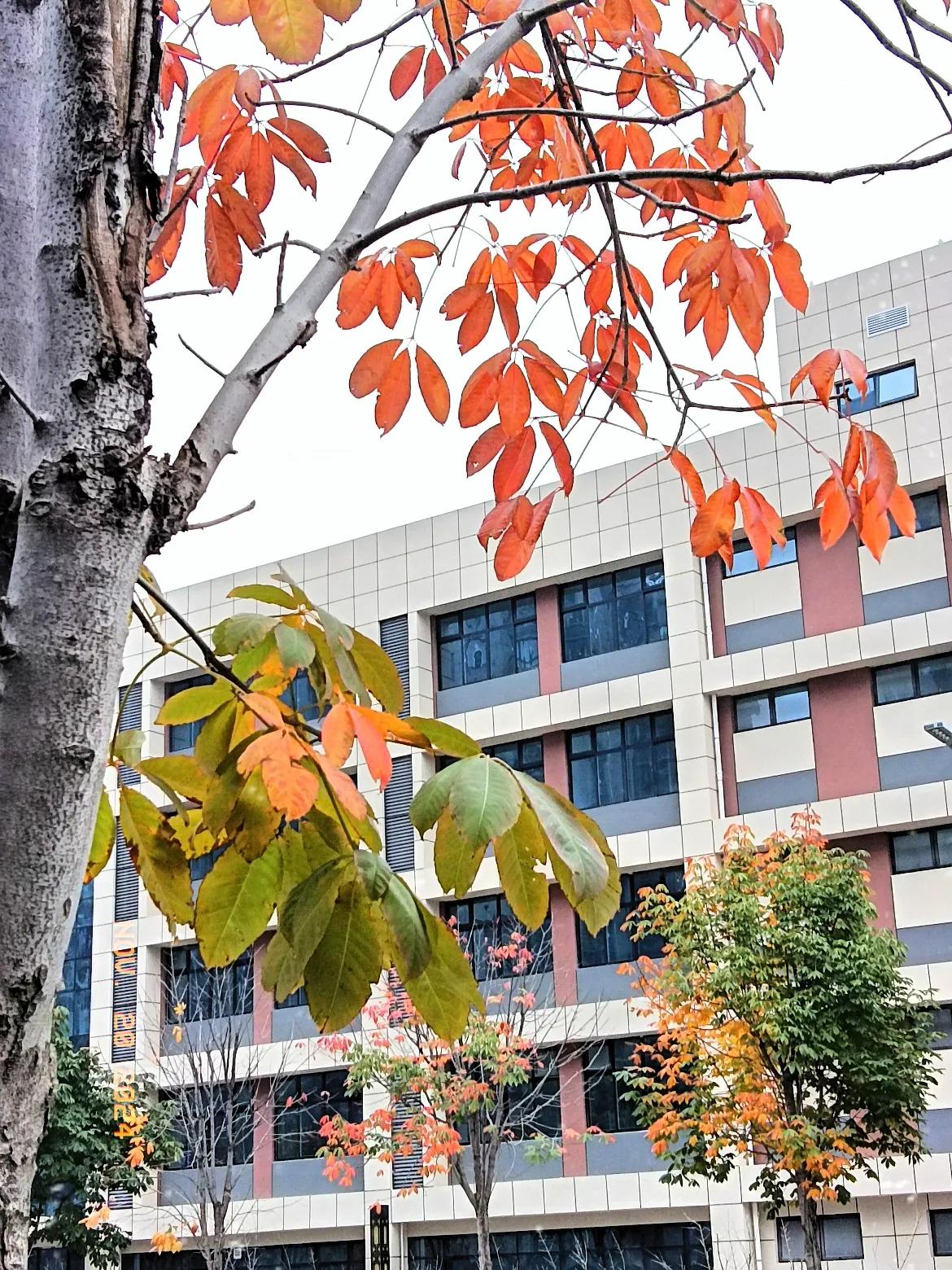 街边路上的风景随手拍了几张分享给大家，愿大家开心快乐每一天，