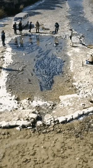 水这么浅，不抓很快也会被晒死吧