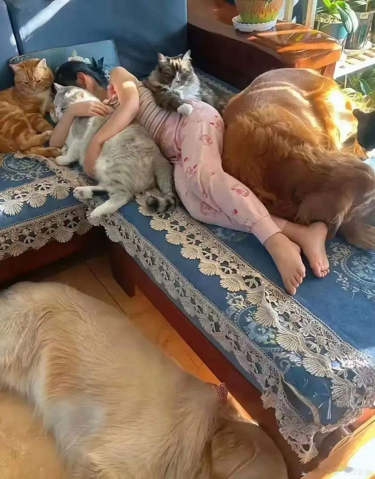 网友:只有养过毛孩子的人，才能体会到这种幸福😄我反正是体会不到！ 