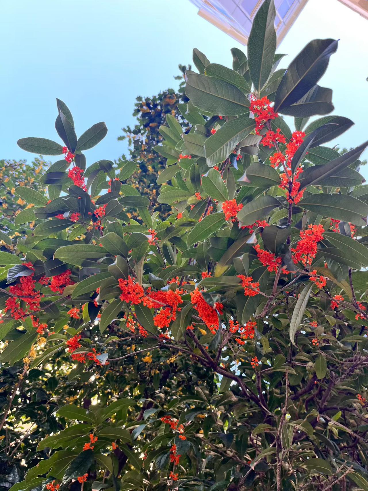 俗话说：“家里种上桂花树，一生都有贵人助。”桂花树寓意着吉祥如意、高洁品质、富贵