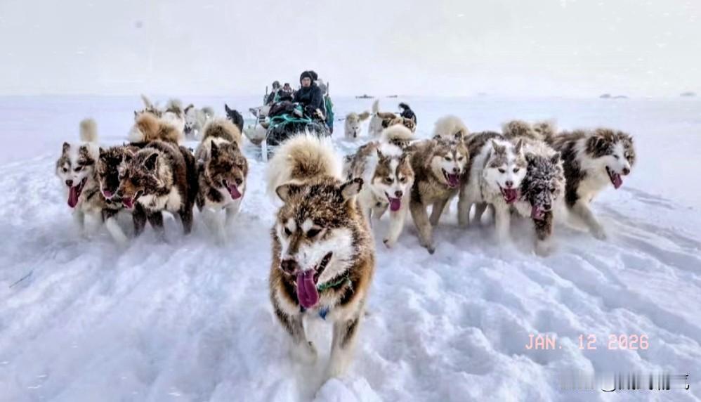 特朗普说，格陵兰岛仅仅靠着狗拉雪橇，怎么可能挡住美军！当地时间1月11日晚，在搭