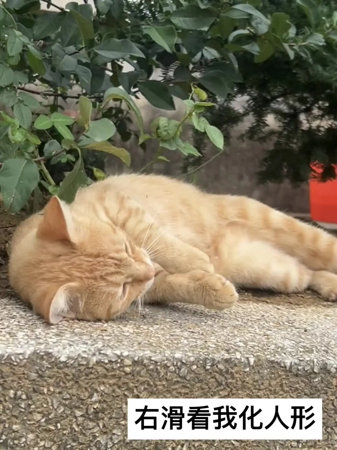 好美的猫公！