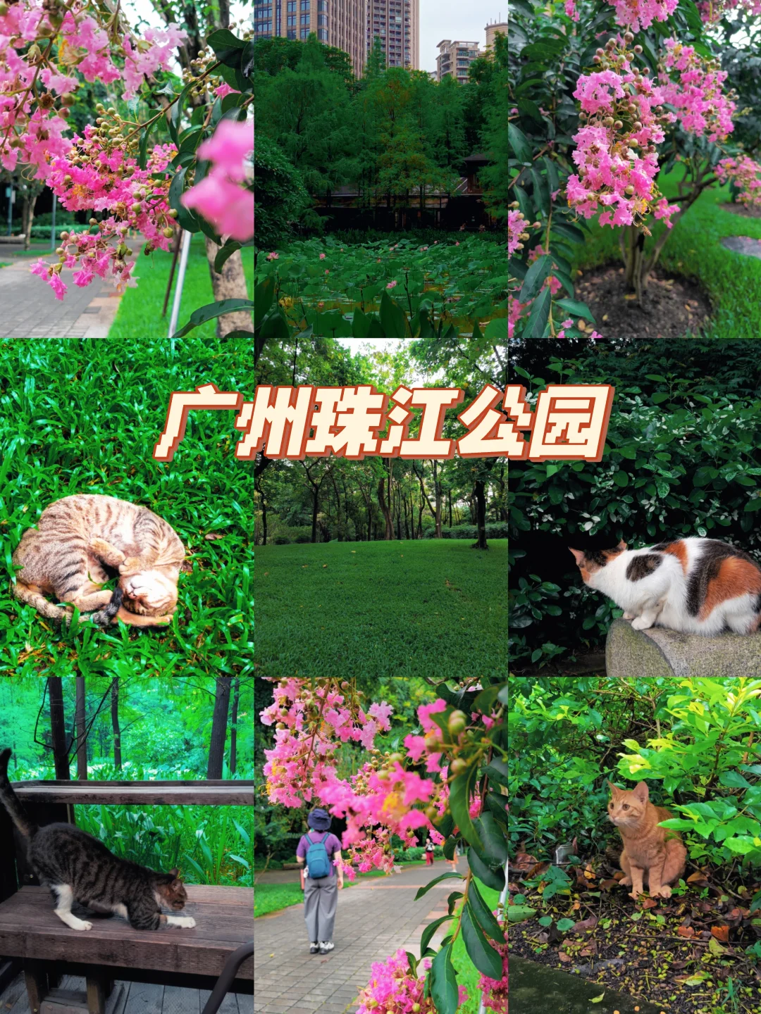 珠江公园｜不停偶遇小猫咪的一天