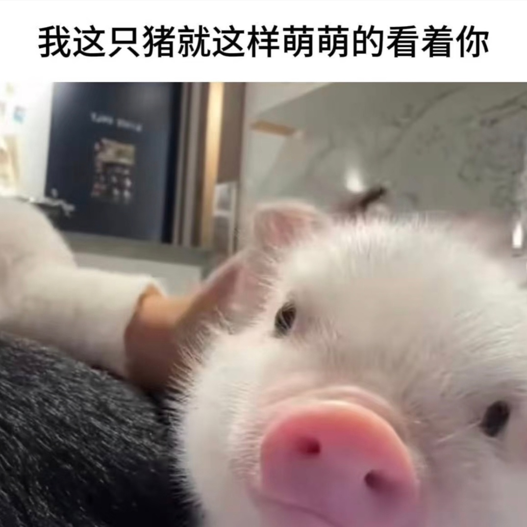 🐷 ​​​