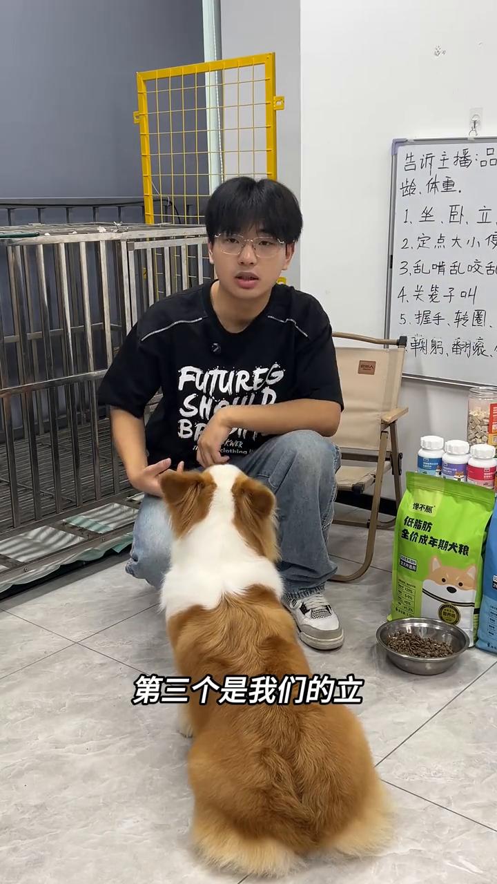 幼犬刚刚到家怎么去训练坐卧立定？第三个是立。
·拿一颗狗粮放在狗狗的鼻子面前慢慢