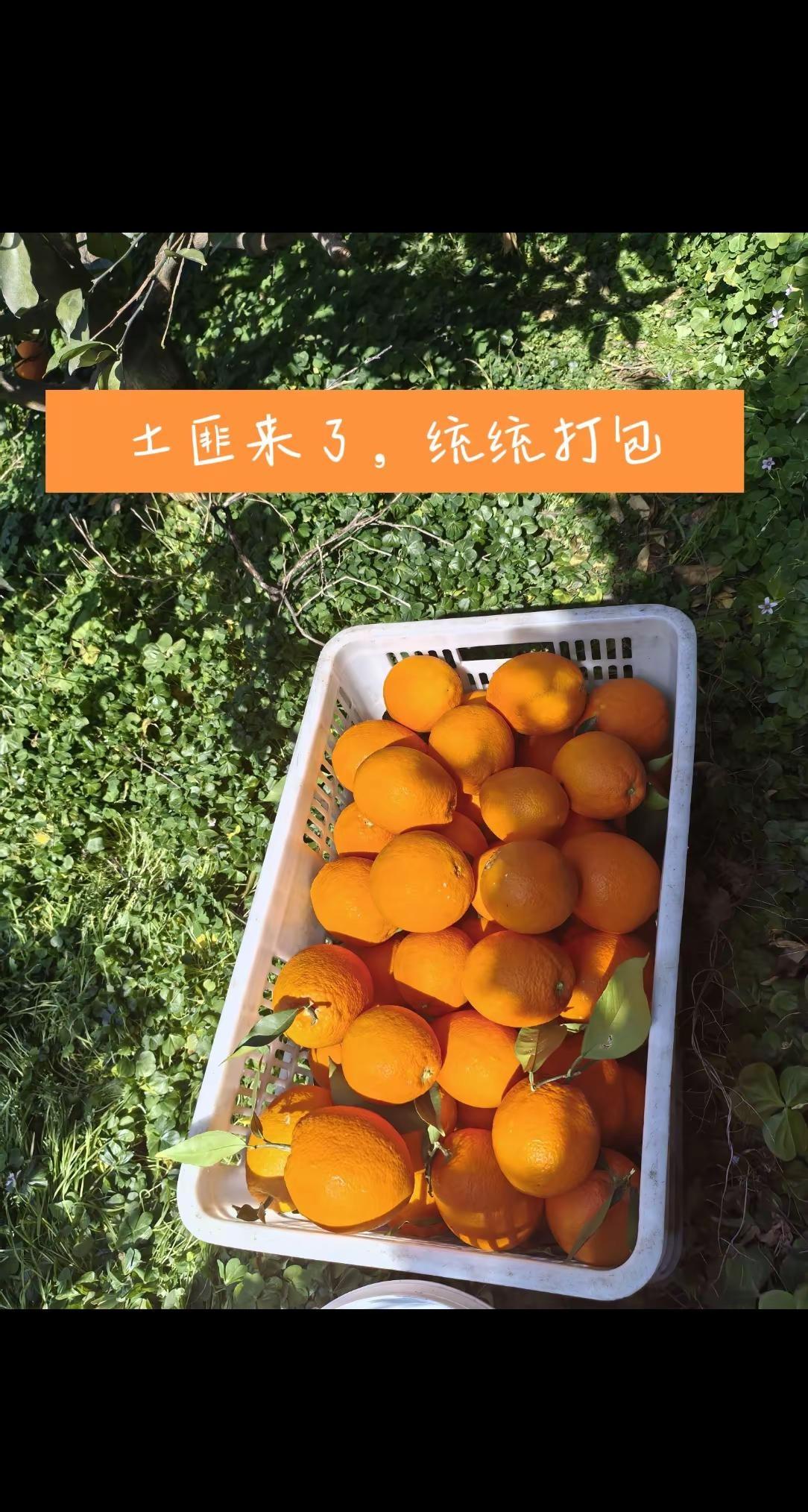 大家应该也是收货满满的吧！😆😆天上飞的，地上跑的，土里长的，树上结的统统带走