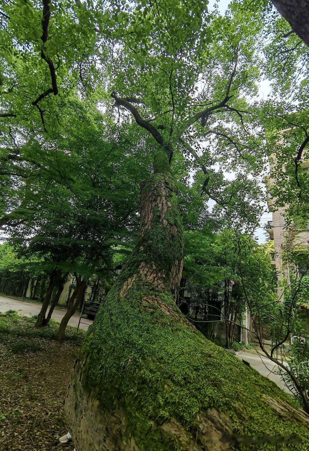 [玫瑰][玫瑰]绿树依稀掩映，岁月静好如初，这样的画面看着就美。宁静的环境里，绿