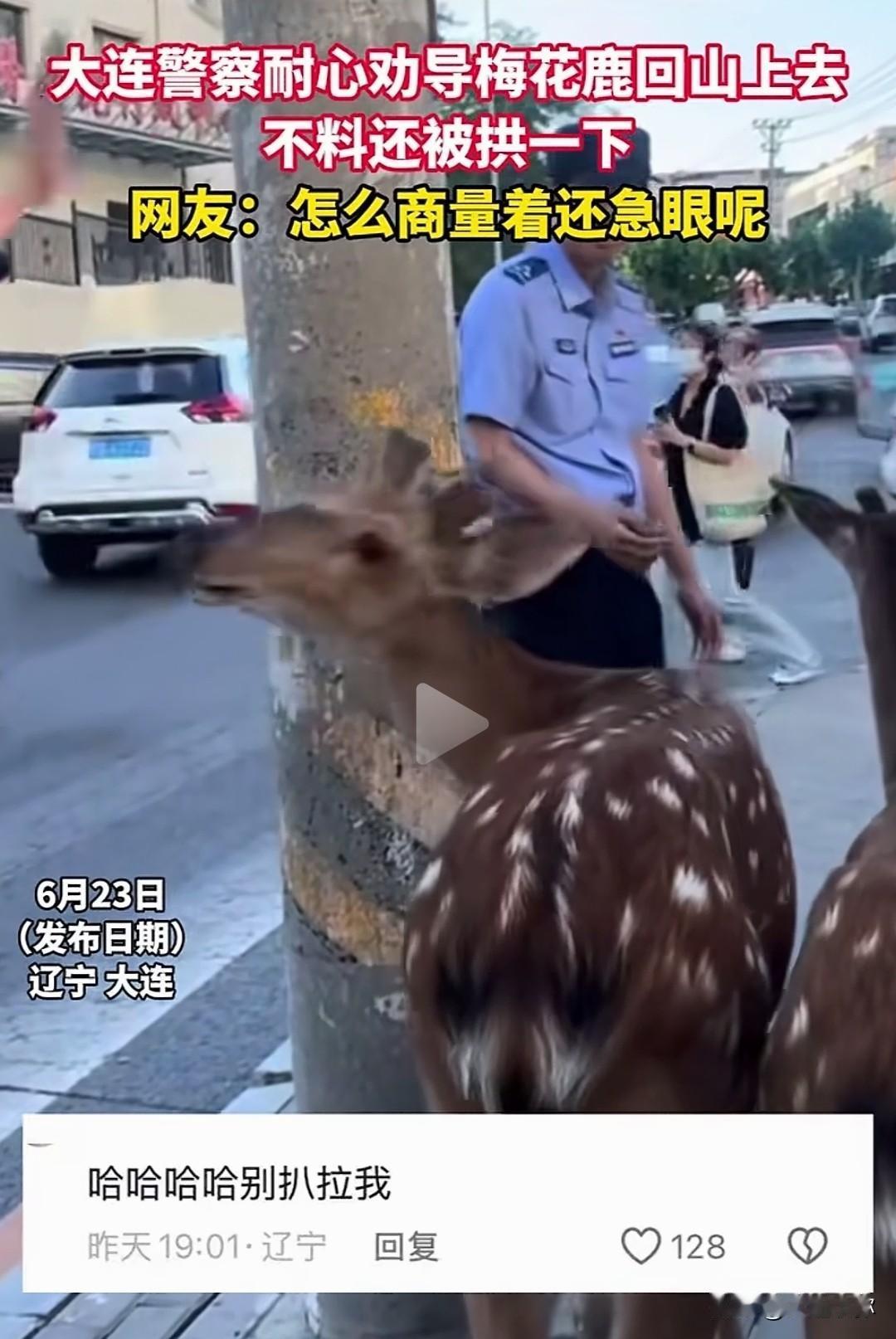 大连街头来了俩活爹，小鹿进城耍脾气
 
大连街头上演爆笑一幕，下山进城的梅花鹿不