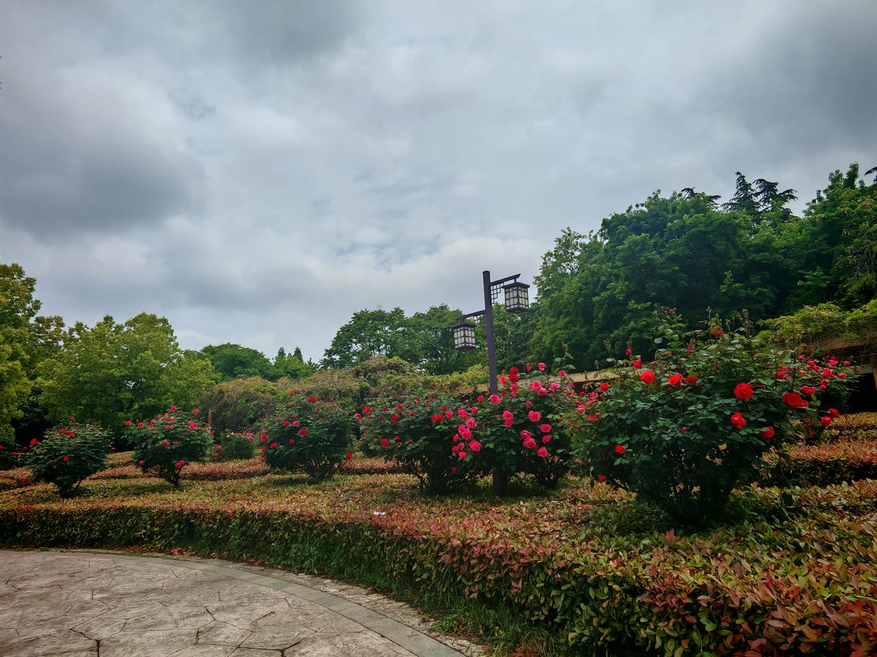 花开富贵飞黄腾达