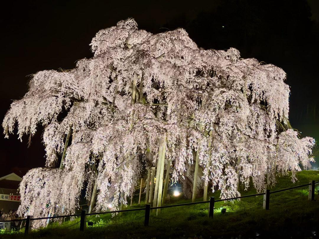 三春泷樱夜光秀。福岛县三春泷樱是日本三大樱之一，树龄一千年以上，江户时代开始受到