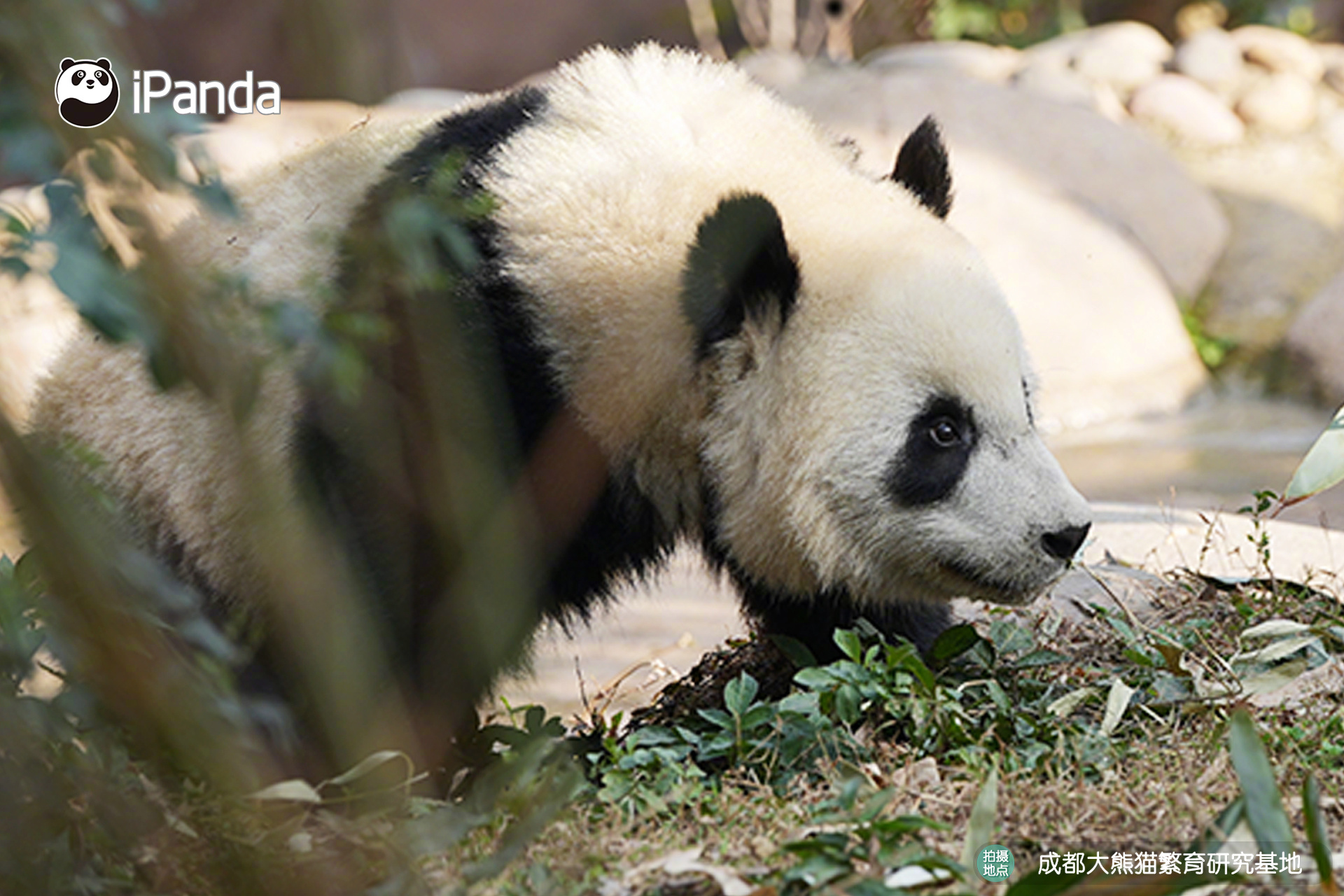 【大熊猫的治愈从早安开始🌟】🐼发言熊：“芝书”“芝画”名熊名言：心怀暖阳，笑