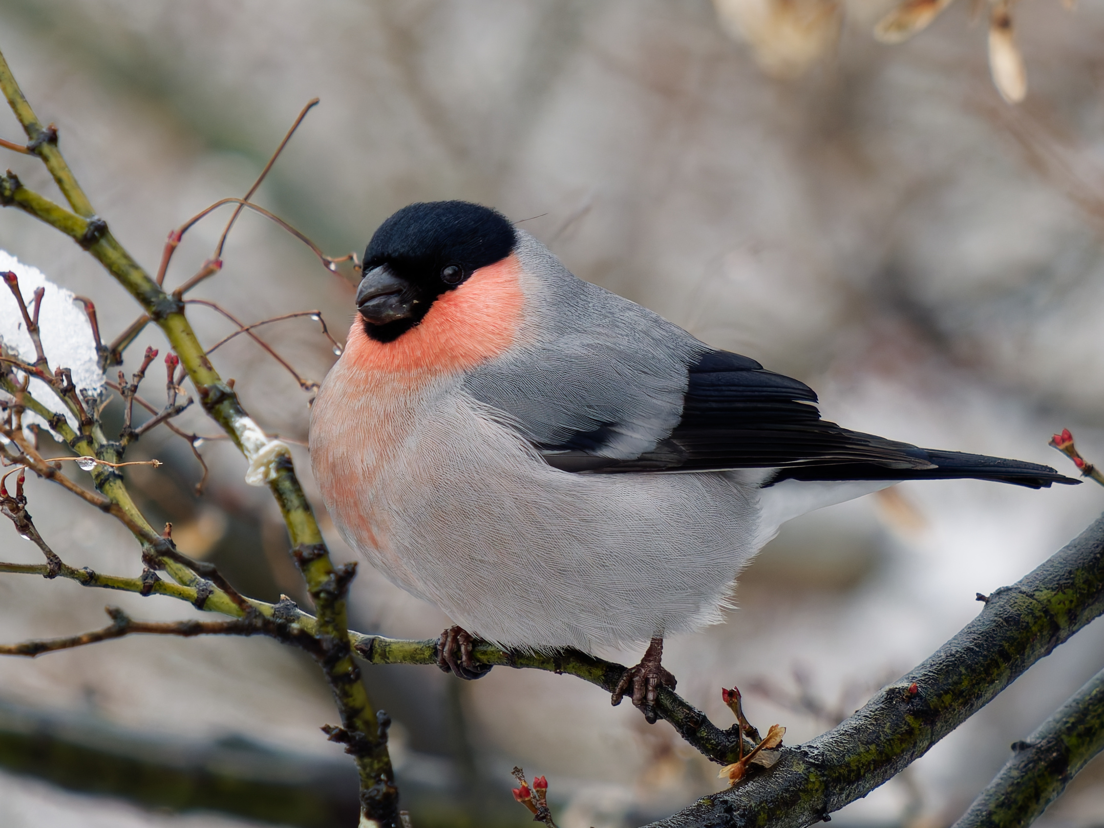 统统都是圆啾！！【推：SyaMmy_x】 