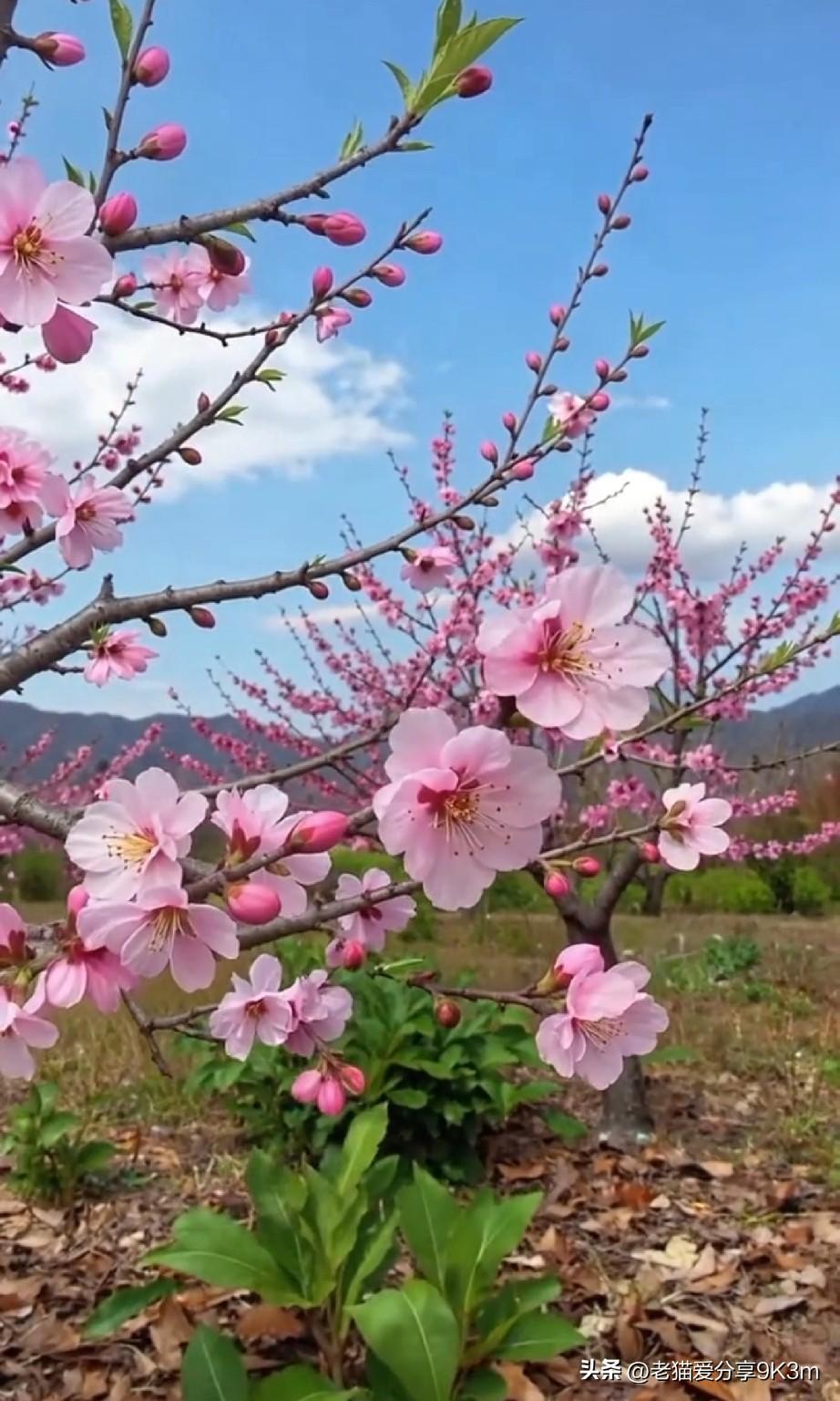 今天刷到个视频，浙江宁波的永强哥，54岁从来没吃过自助餐，他和两位盲人同事，鼓起