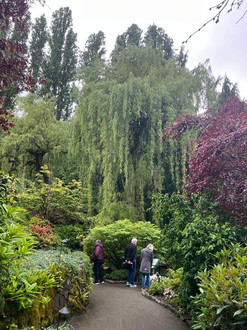 Butchart Garden (3) 