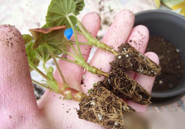 天呐！原来12月才是扦插的“隐藏黄金期”！

最近看好多花友说冬天不敢扦插，怕黑