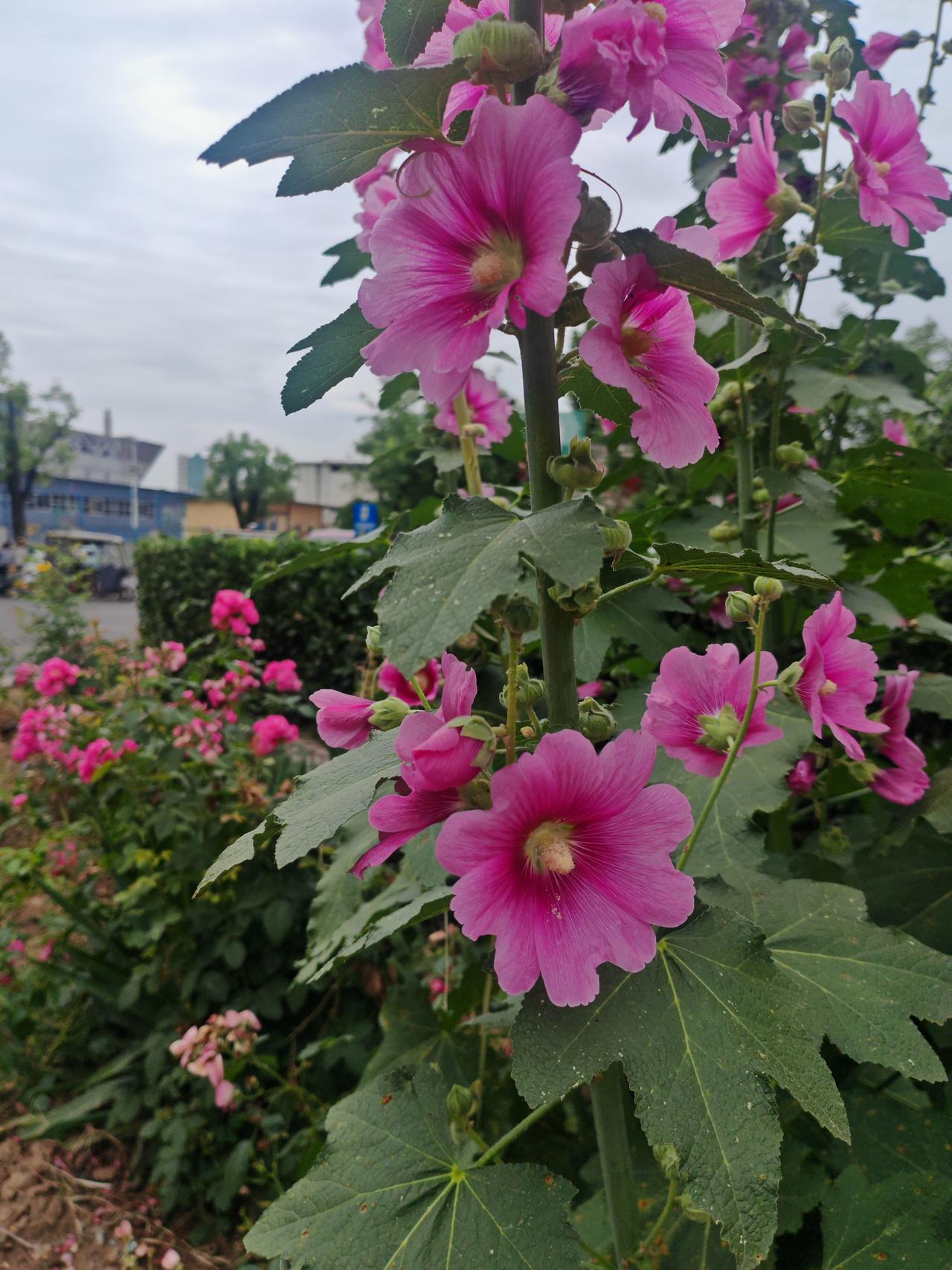 晒一晒随手一拍的花朵画面里挺立着几株蜀葵，粉艳花瓣层层舒展，花心浅黄柔和，宽大翠