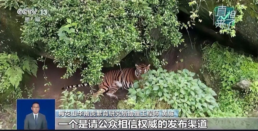 网传福建龙岩惊现野生华南虎，真相竟是网络谣言？
近日，一段标注“福建漳平三重岭发