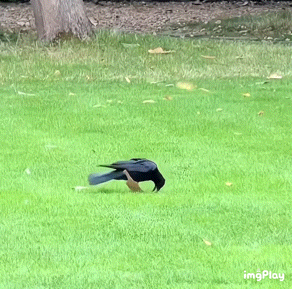 尝试御剑飞行的鸦鸦 ​​​