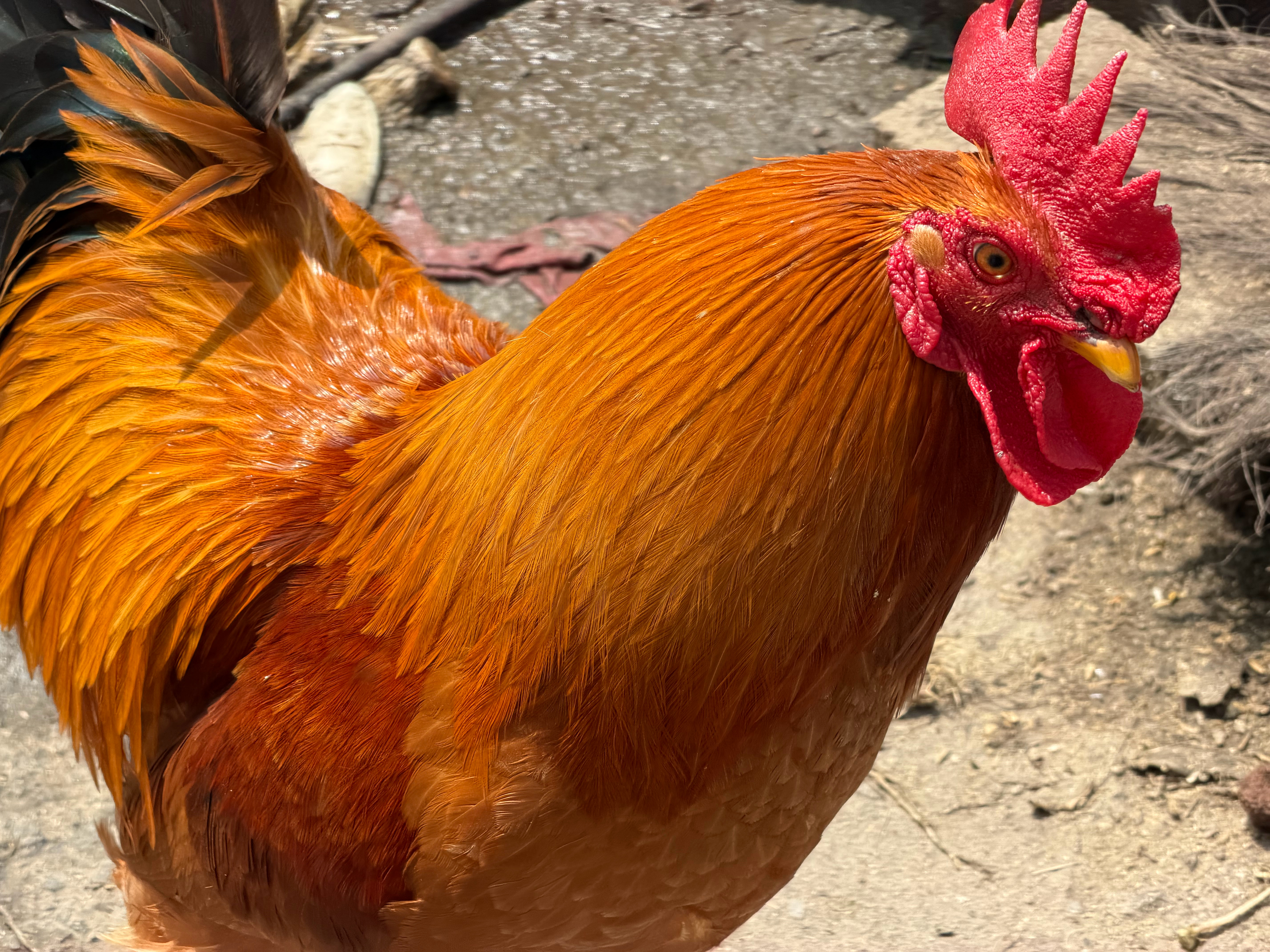 吃个鸡吧🐓 龙港