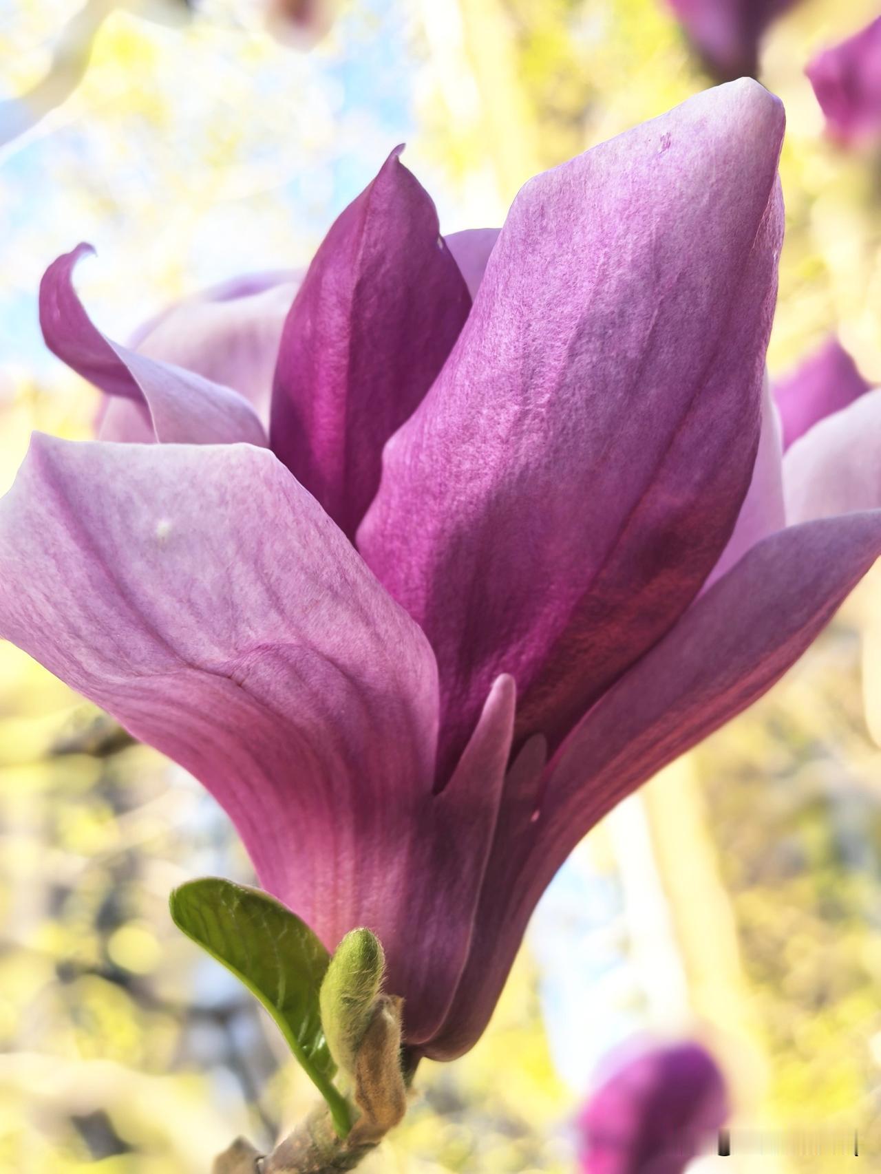 生活自有芬芳，乐观自会迎万难。
​以平常心待世事，以欢喜心过生活。
​向阳而生，