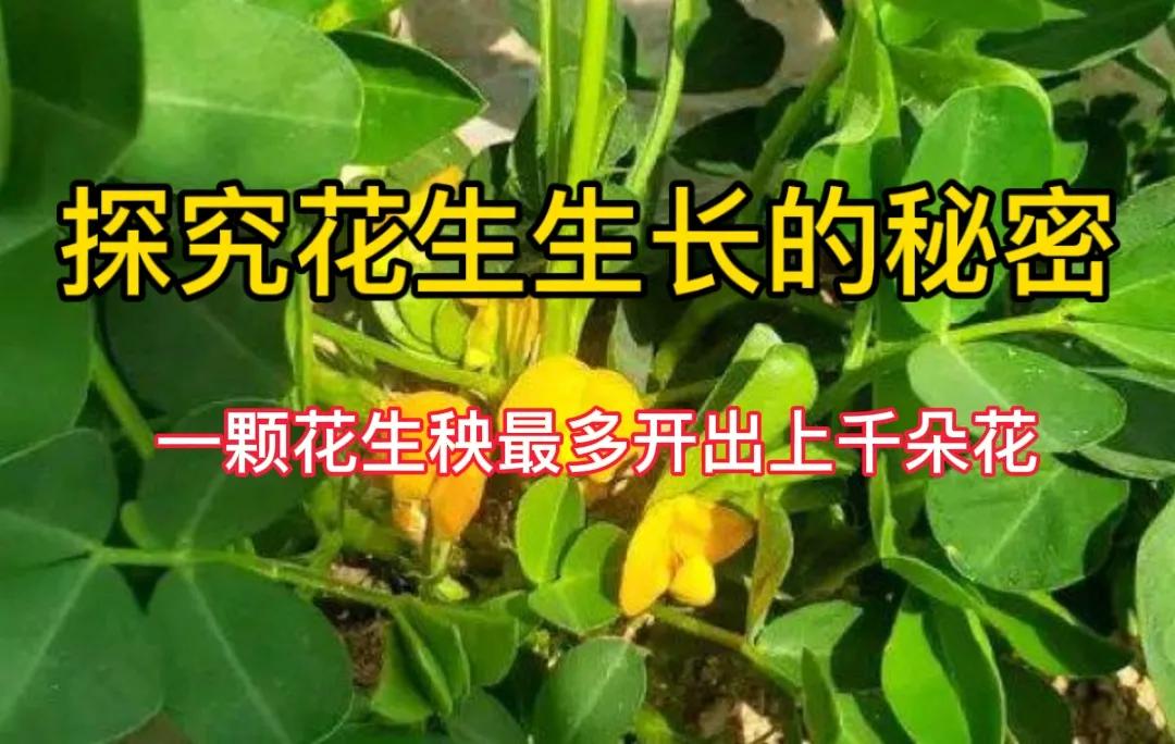 #秋日生活打卡季##花生生长之谜# #一颗花生的一生# 
花生的生长的确充满神秘
