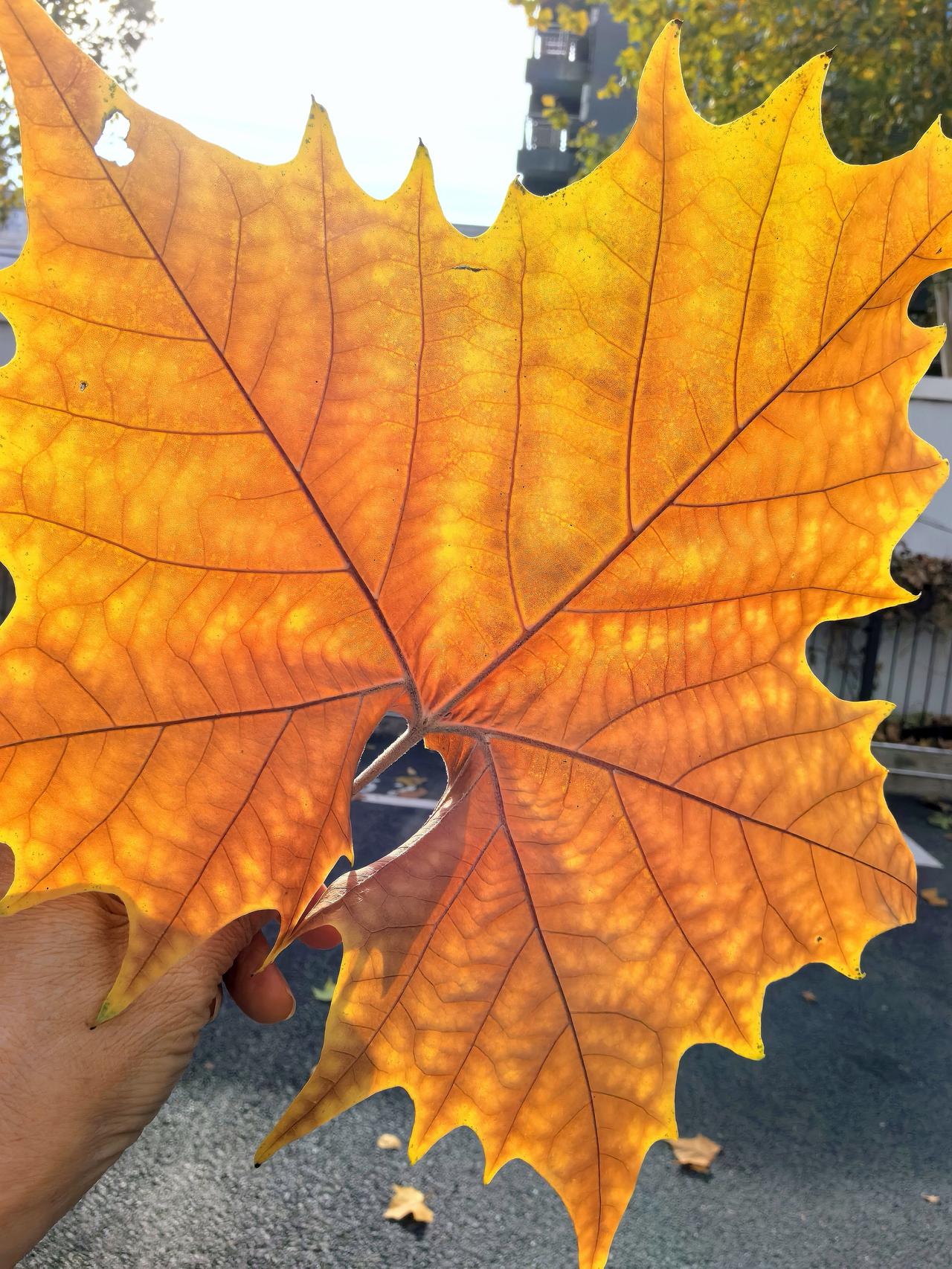 分享随手拍金黄色的树叶我家院子围墙外面有一排高大的梧桐树。秋风吹过，一片片已经有