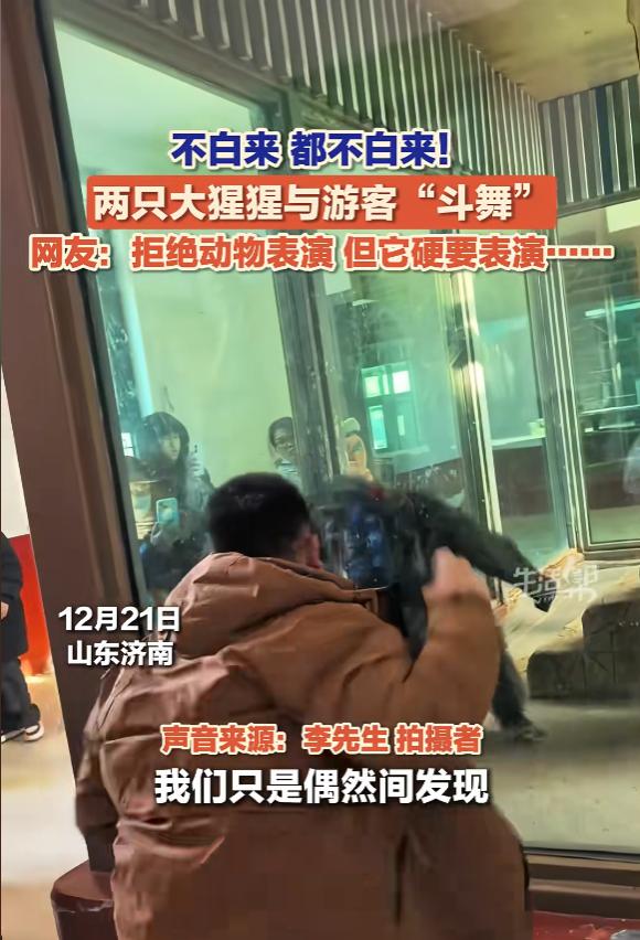 “都不白来！”12月21日，山东济南，一男子去动物园，发现一只猩猩模仿他，觉得有