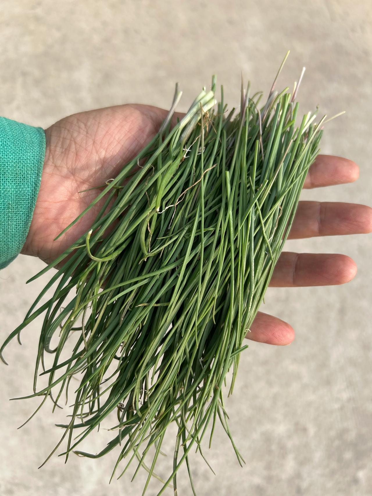 野韭菜也是春天的美味，炒鸡蛋好吃极了[比心][比心]