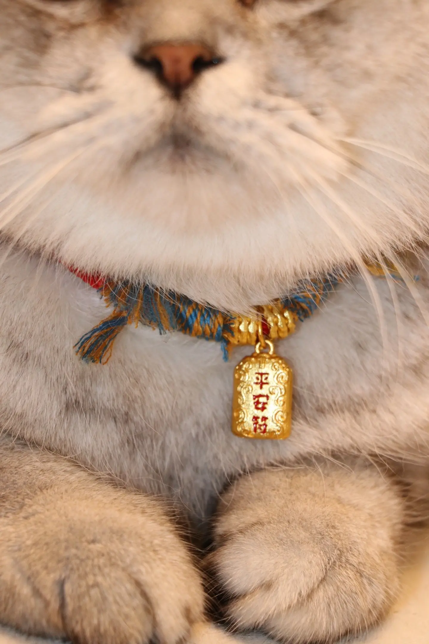 我的小猫要平安健康 一直陪着我。